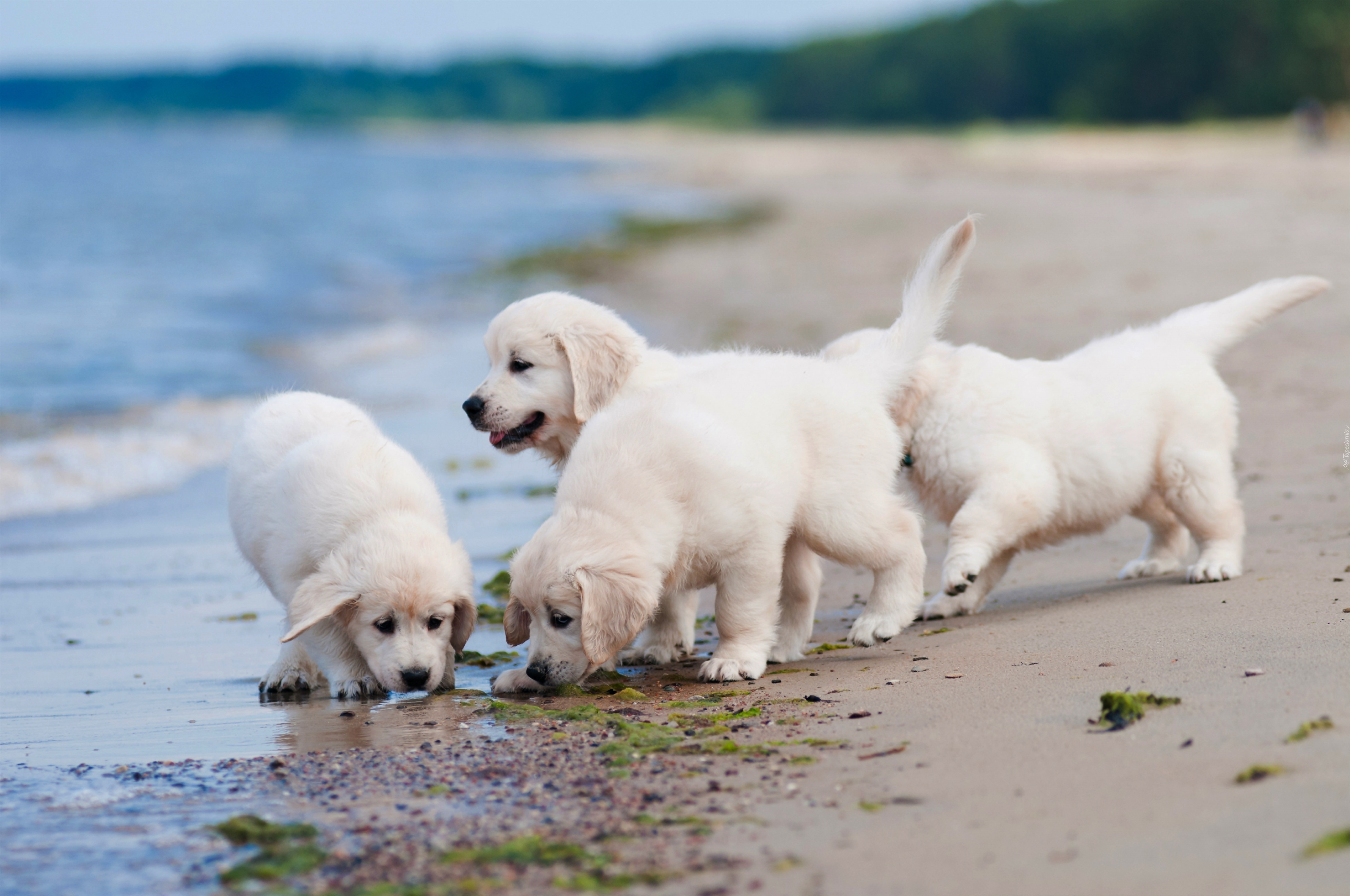 Szczeniaczki, Golden, Retriever, Plaża, Wybrzeże