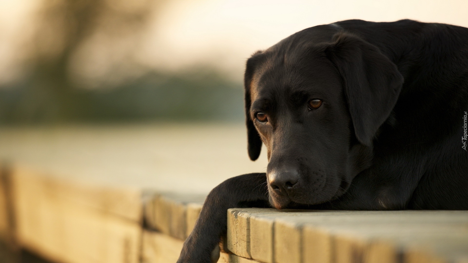 Smutny, Labrador