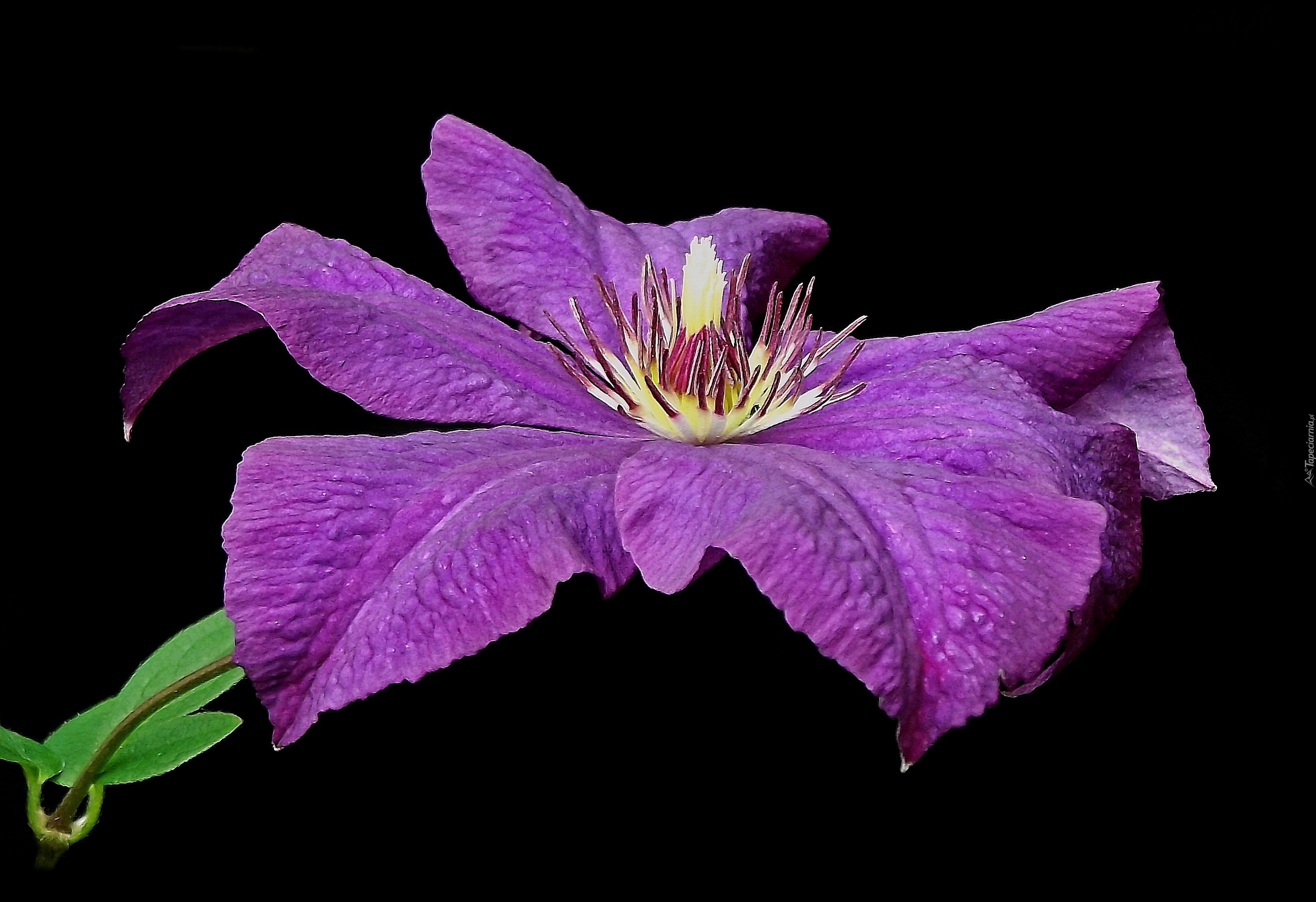 Kwiaty, Clematis