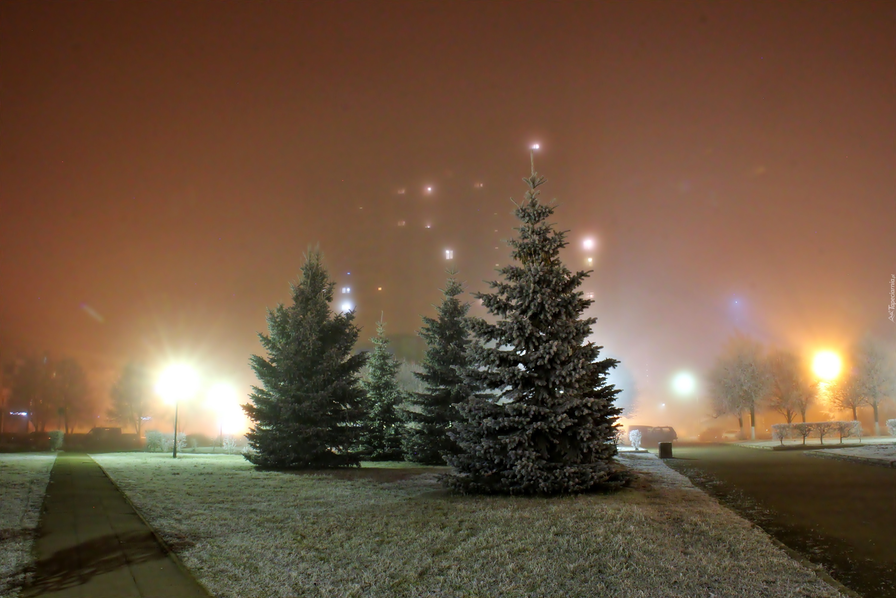 Park, Noc, Świerki, Mgła
