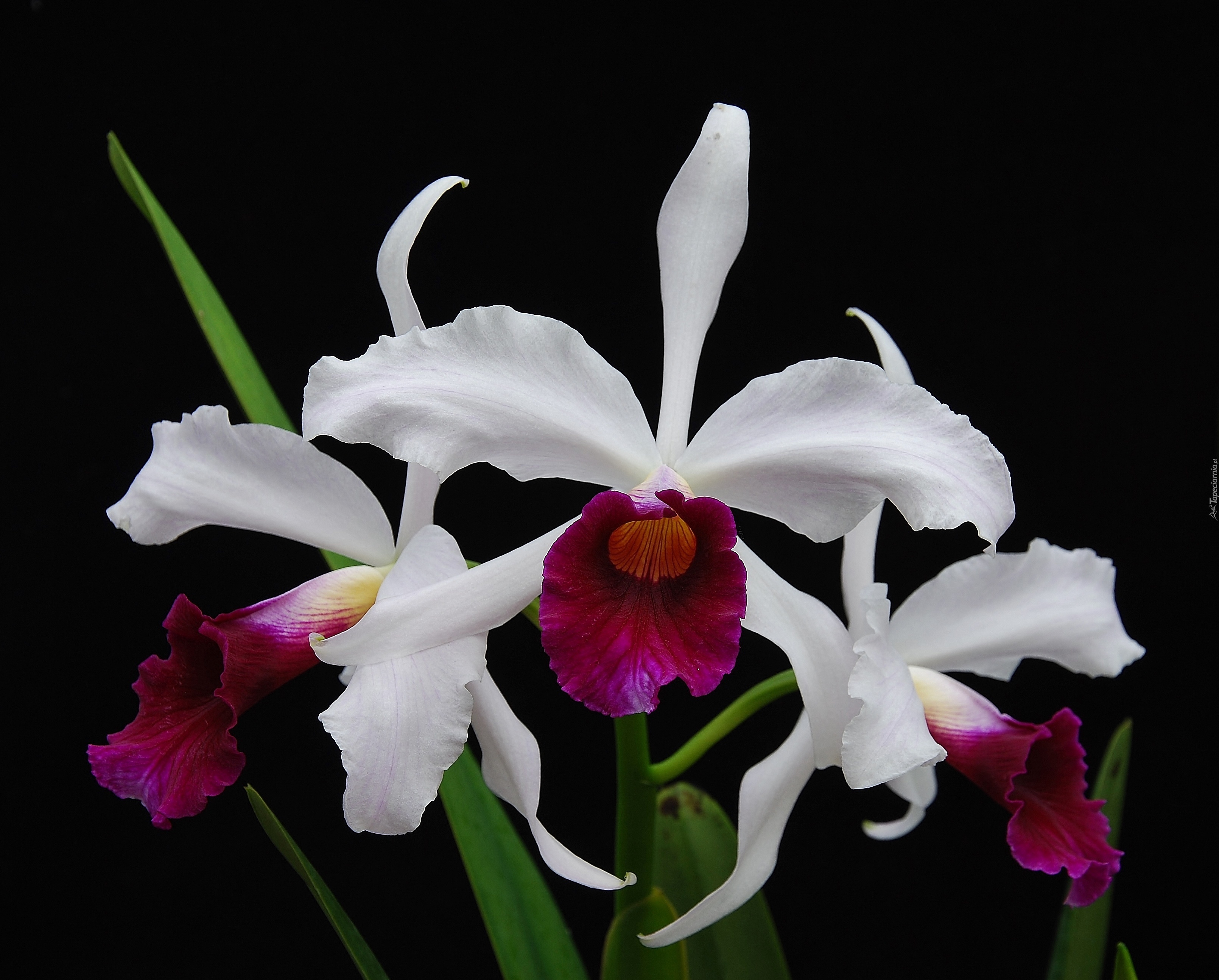 Kwiaty, Orchidea