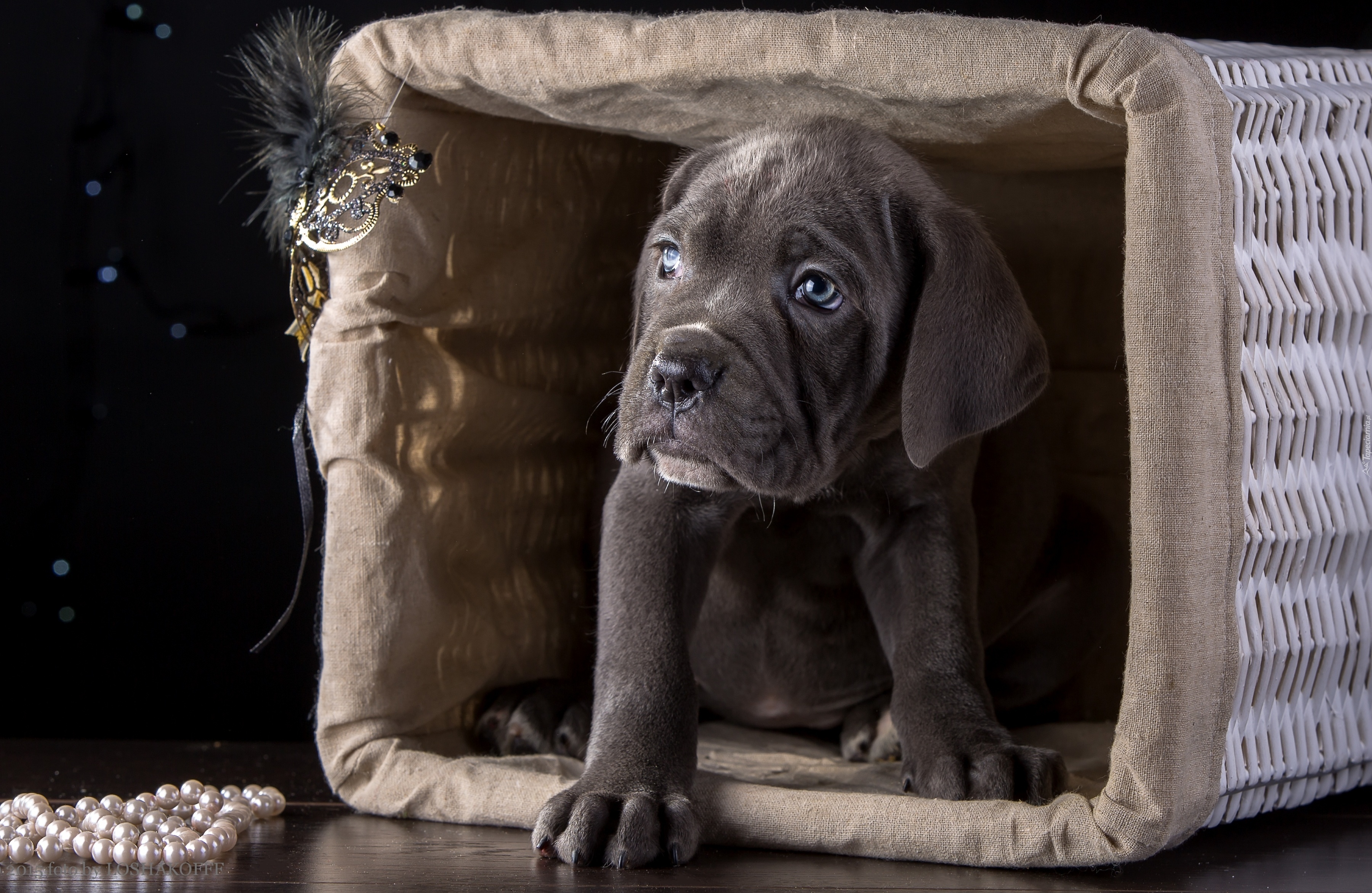 Pies Cane Corso