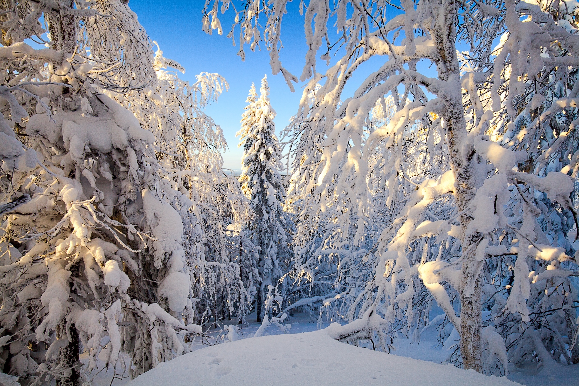 Видео природа зима. Зимняя природа. Зимний лес. Красивый зимний лес. Зима пейзаж.