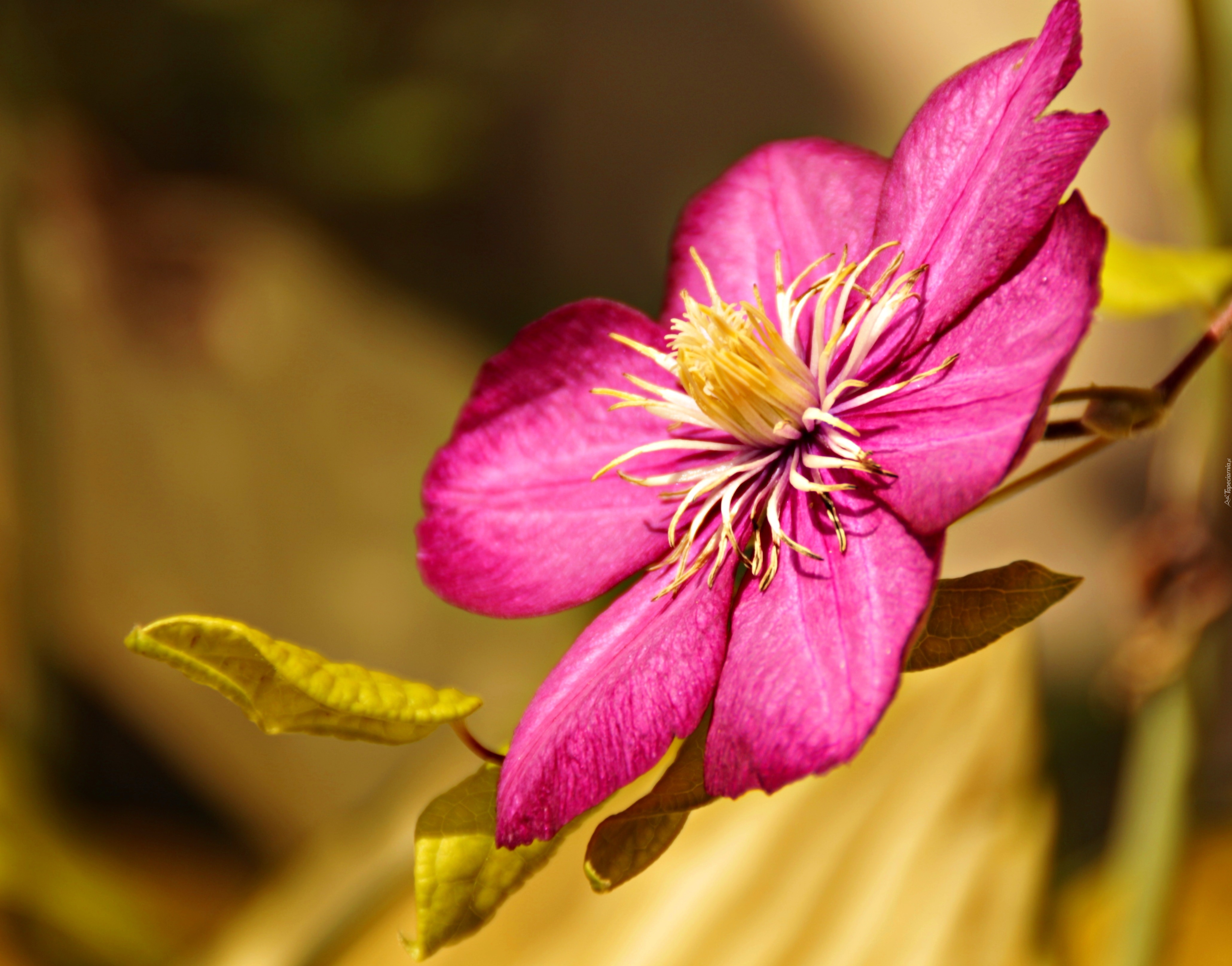 Clematis, Kwiat