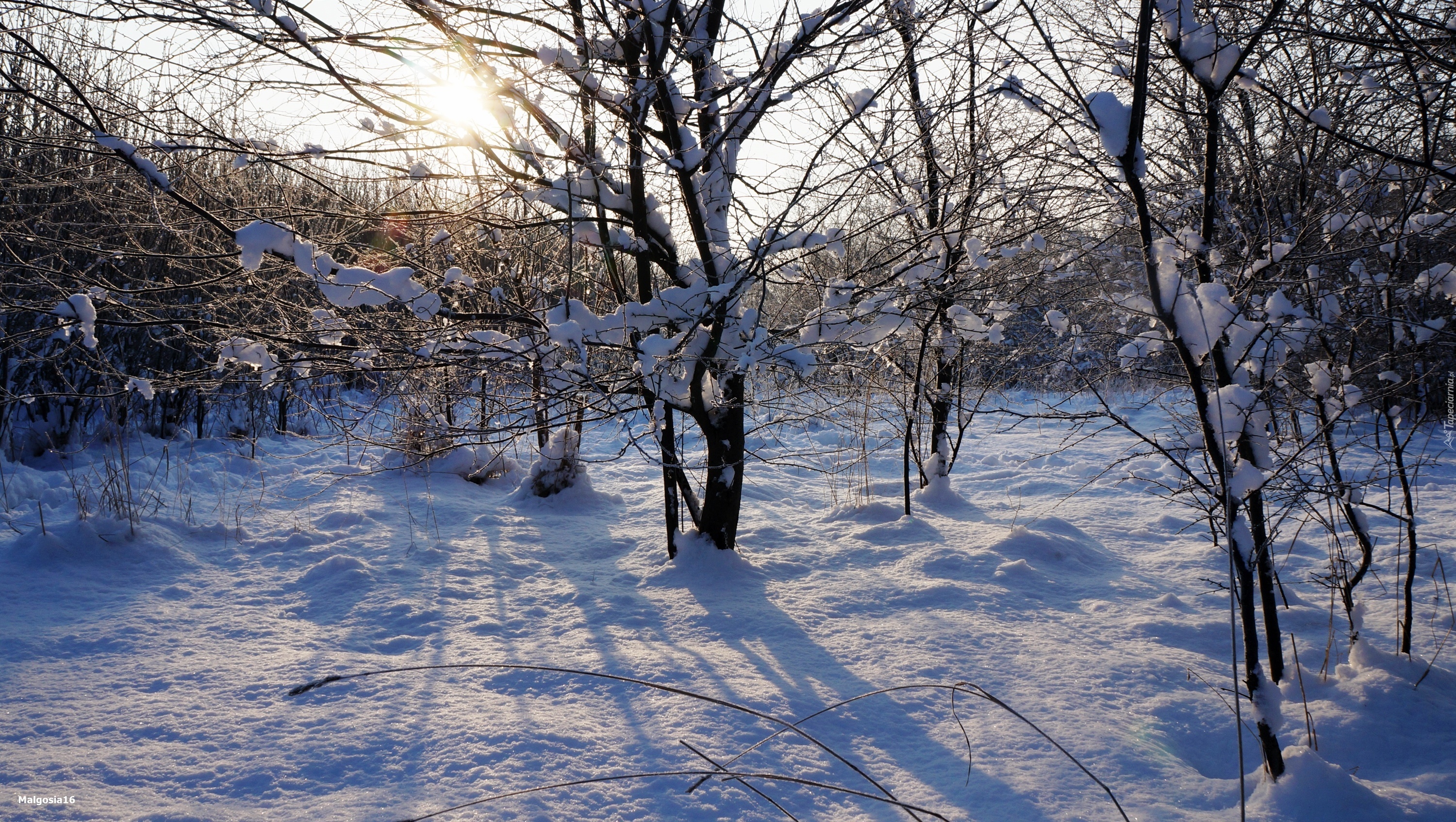 Zima, Drzewa, Śnieg, Gałęzie, Przebijające Światło, Słońce