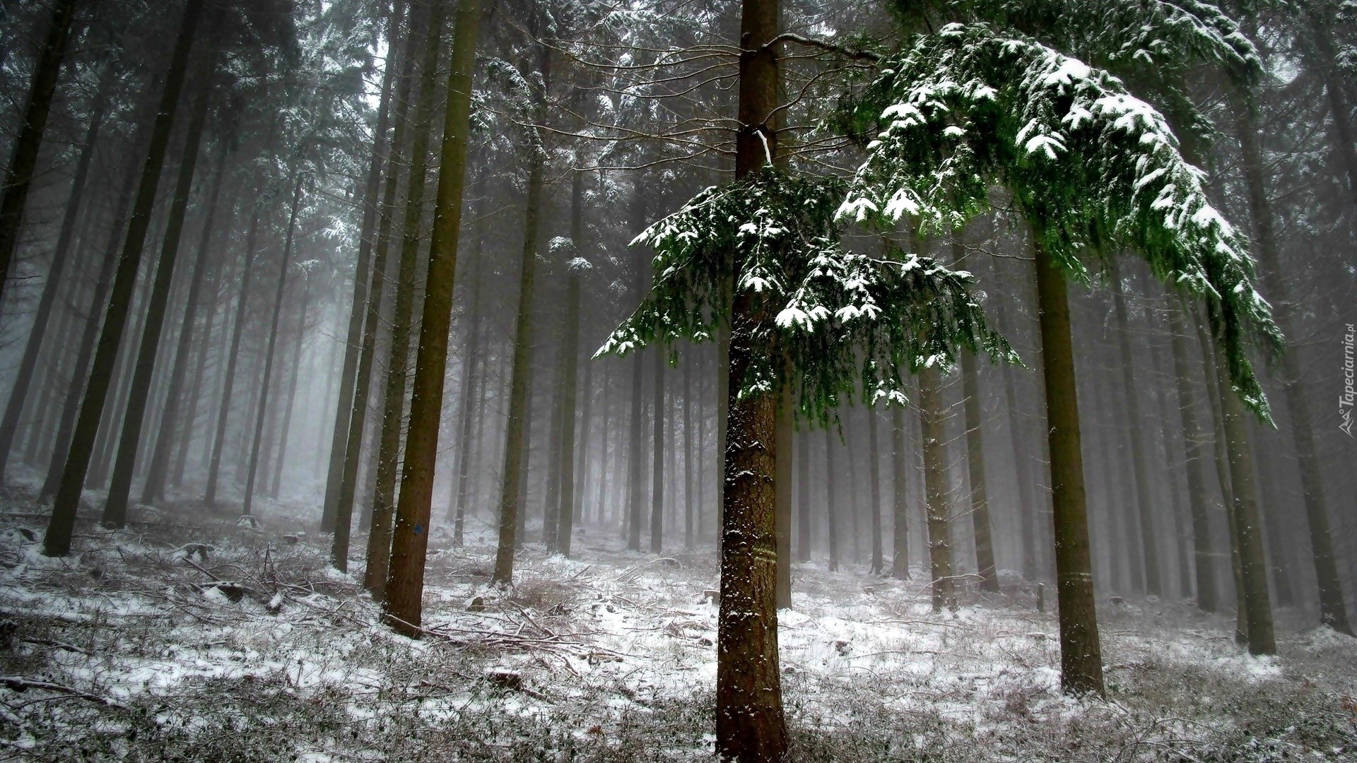 Zima, Śnieg, Las, Drzewa, Mgła