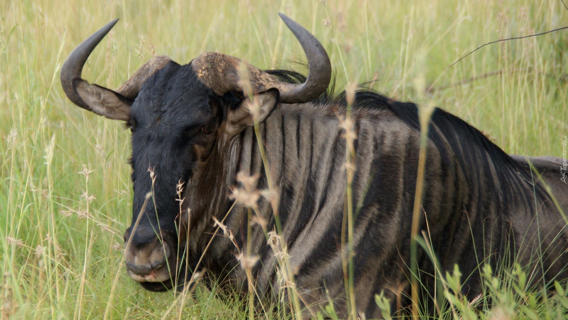 Gnu, Antylopa, Trawa