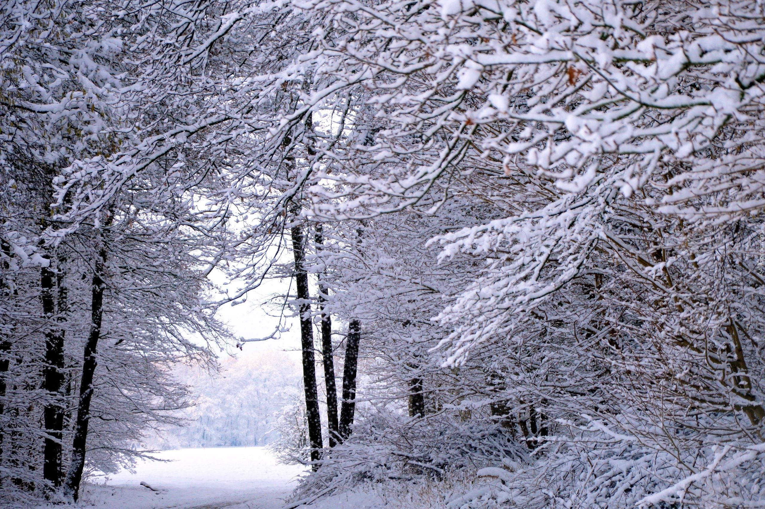 Zima, Śnieg, Las