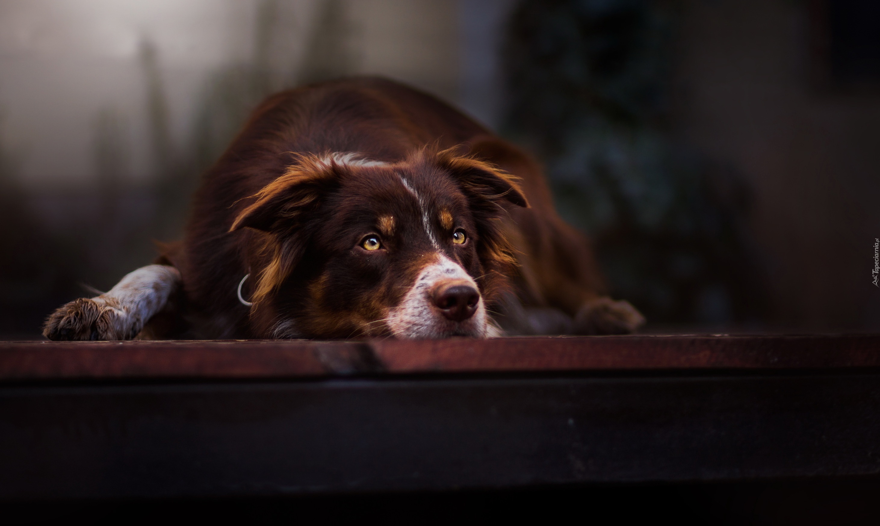 Pies, Border, Collie