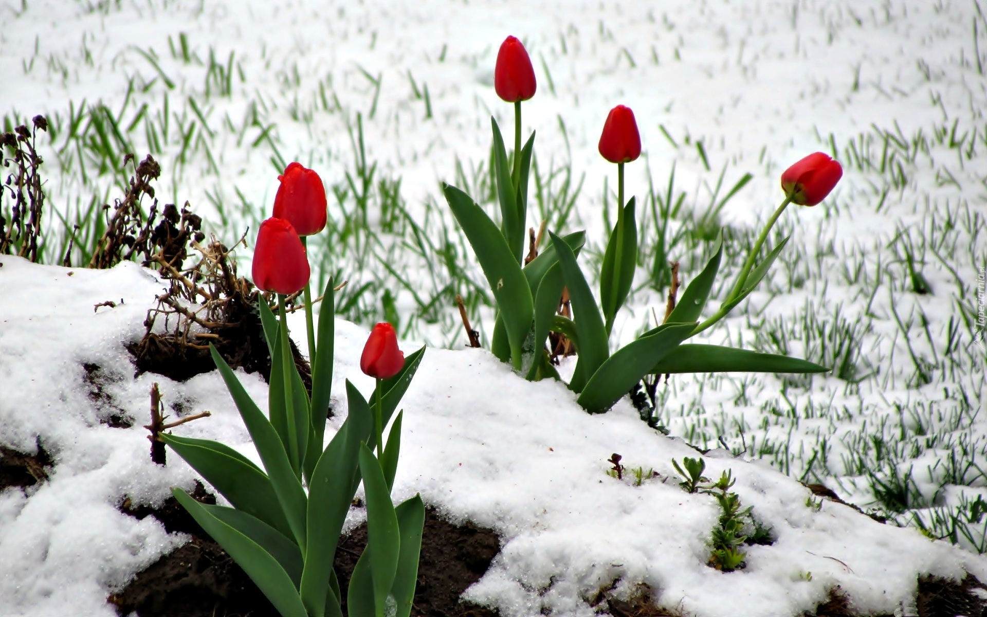 Czerwone, Tulipany, Śnieg