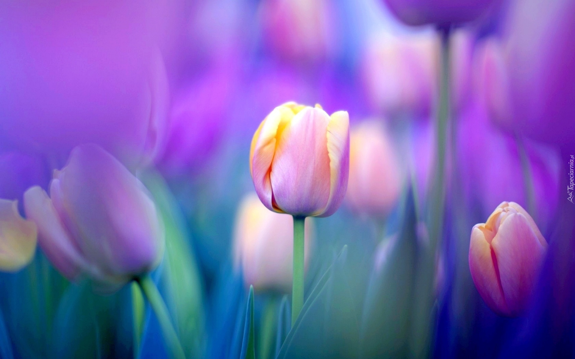 Kwiaty, Tulipany, Kolorowe