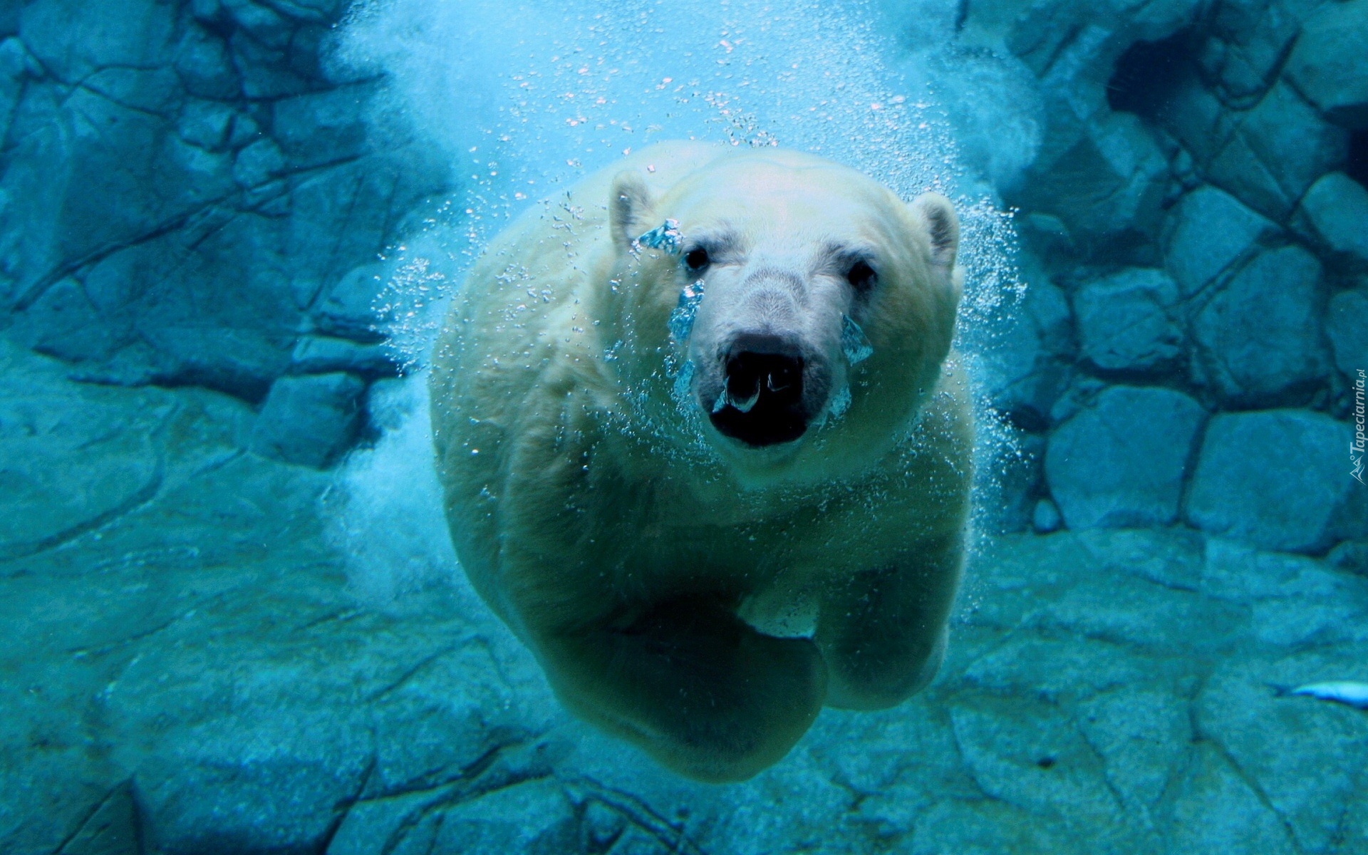 Płynący, Niedźwiedź Polarny, skały