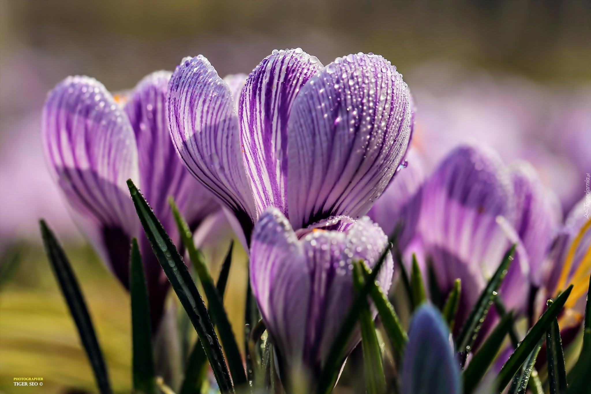 Цветы весны фото красивые. Пролески, подснежники, крокусы. Крокус весенний фиолетовый. Крокус цветок фиолетовый. Лавандовый Крокус.