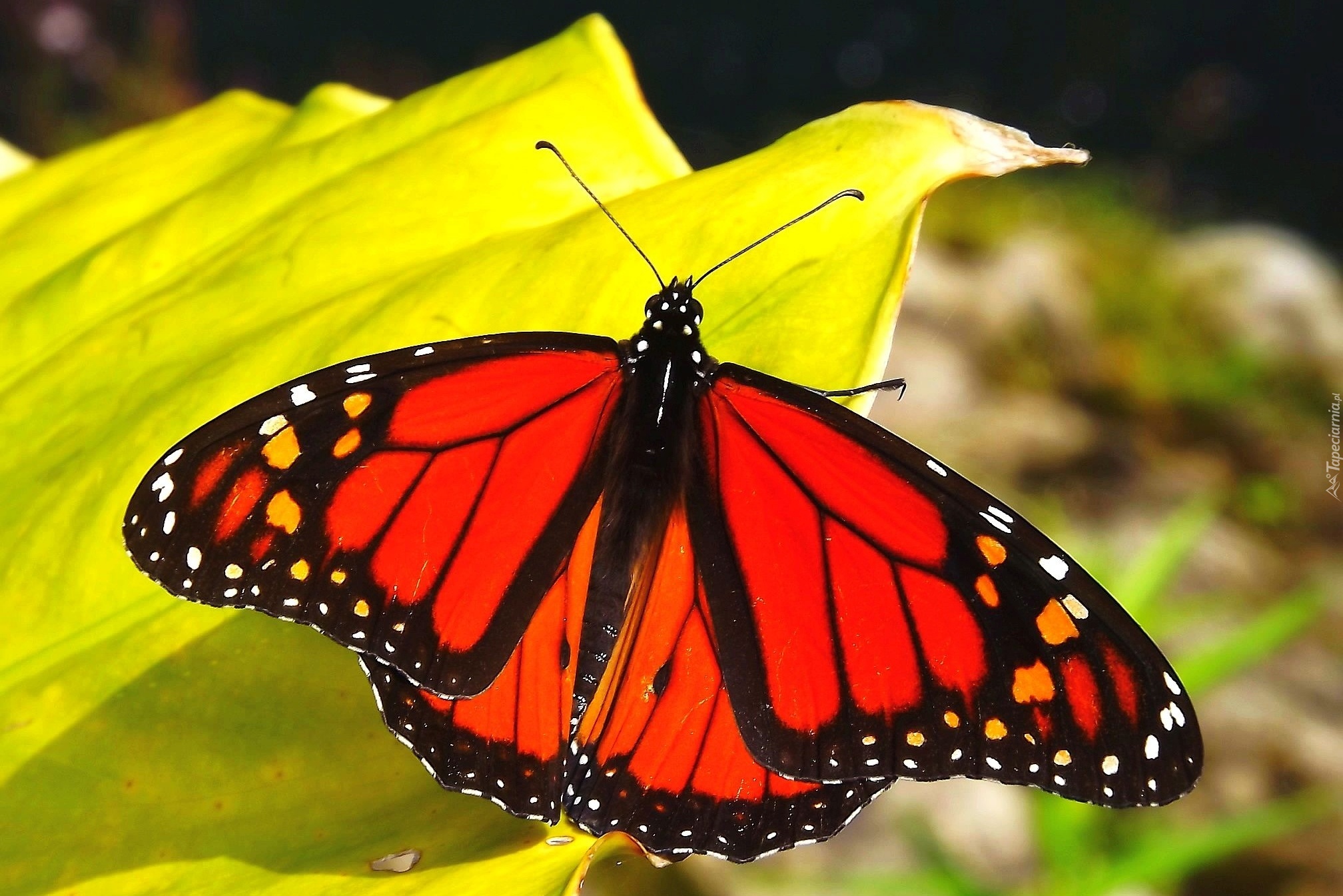 Motyl, Monarch