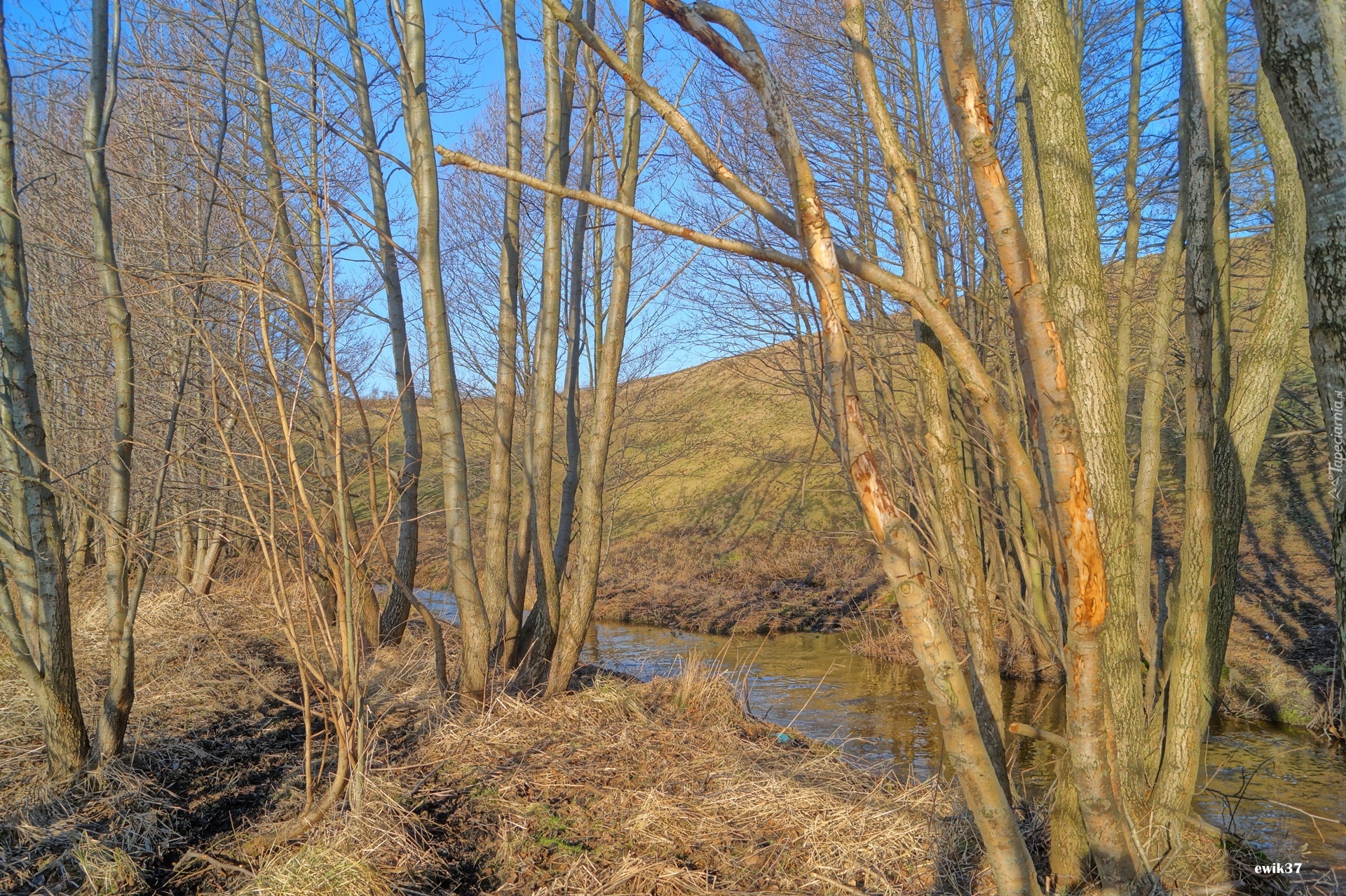 Drzewa, Strumień, HDR