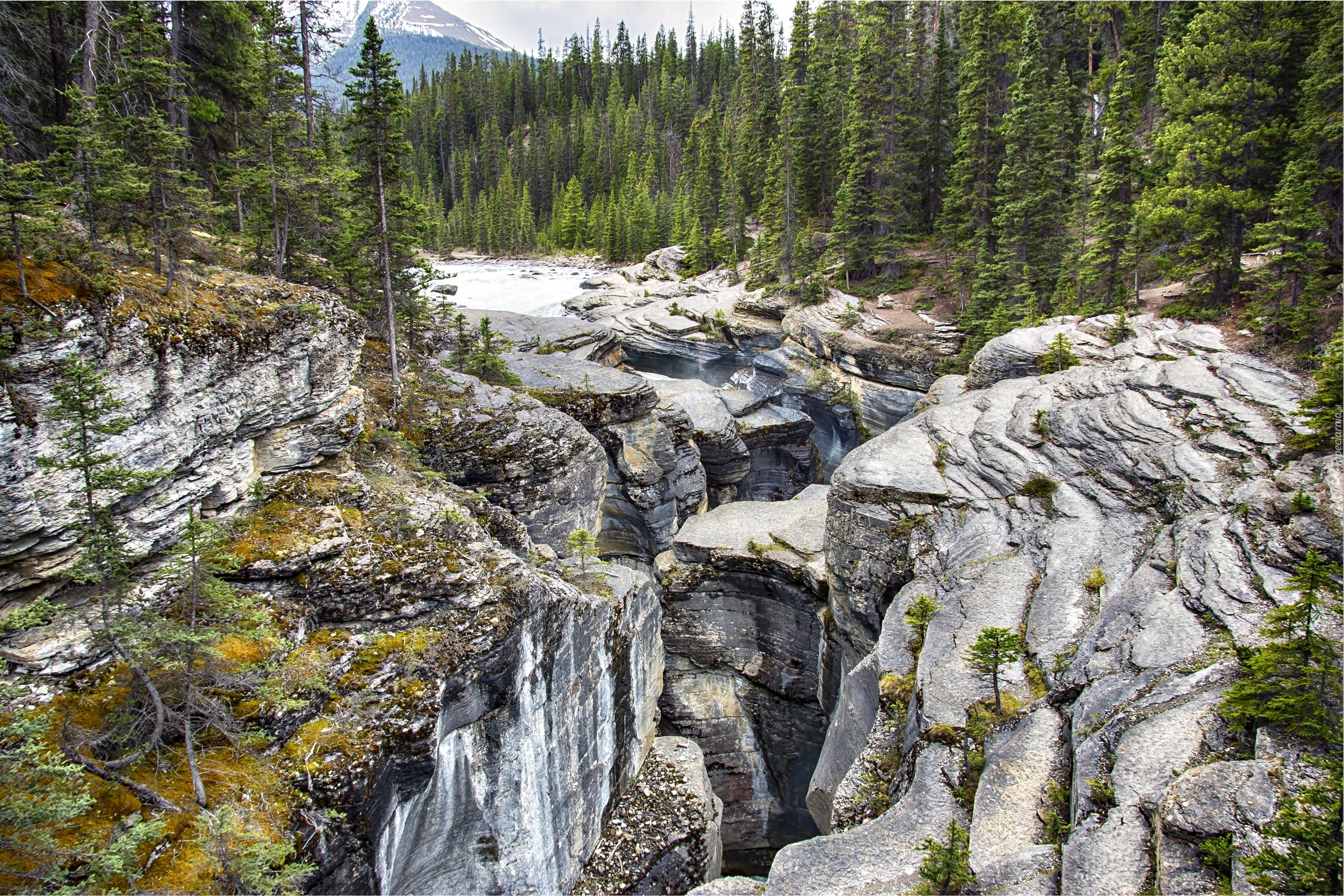 Kanada, Prowincja Alberta, Park Narodowy Banff, Góry, Las, Mistaya Canyon, Rzeka