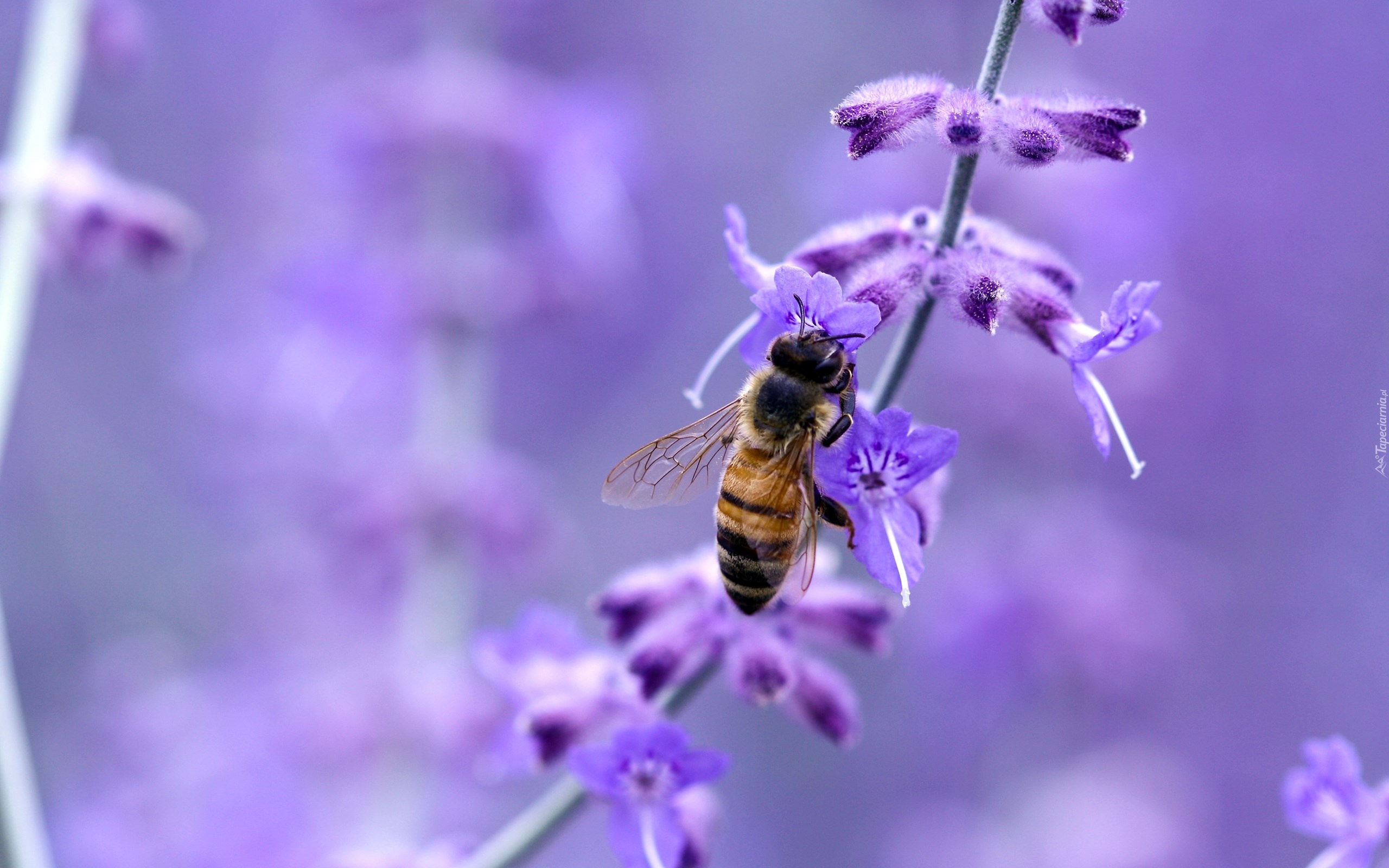 Pszczoła, Fioletowy, Kwiat, Rozmycie