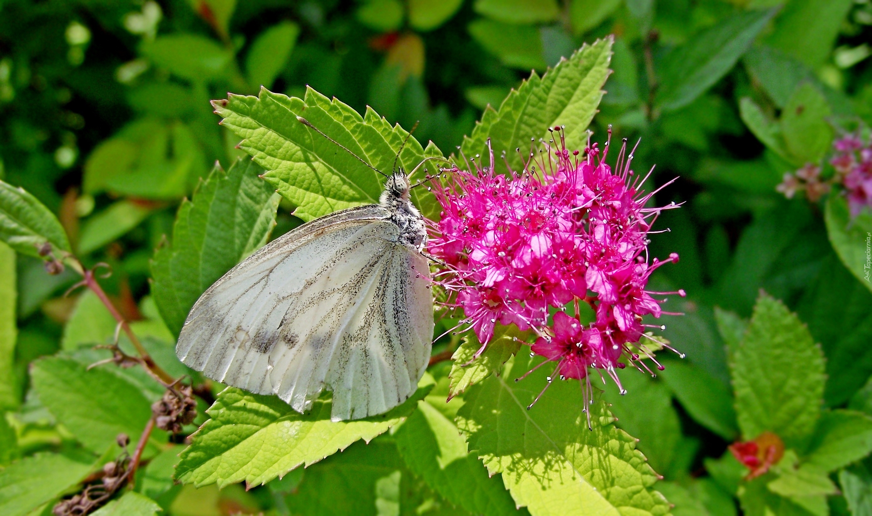 Krzew, Pęcherznica kalinolistna, Motyl, Bielinek