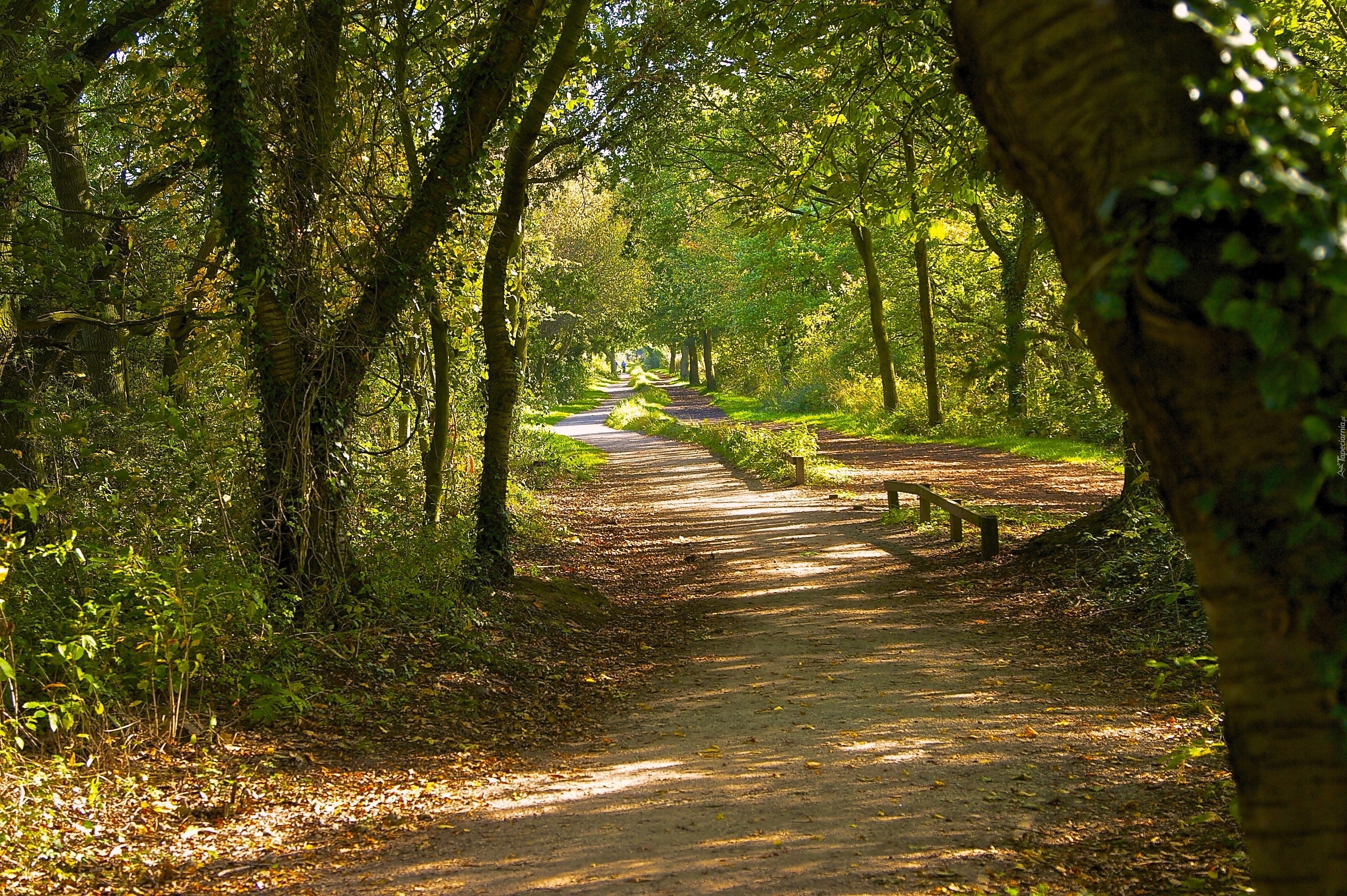 Park, Droga, Przebijające, Światło