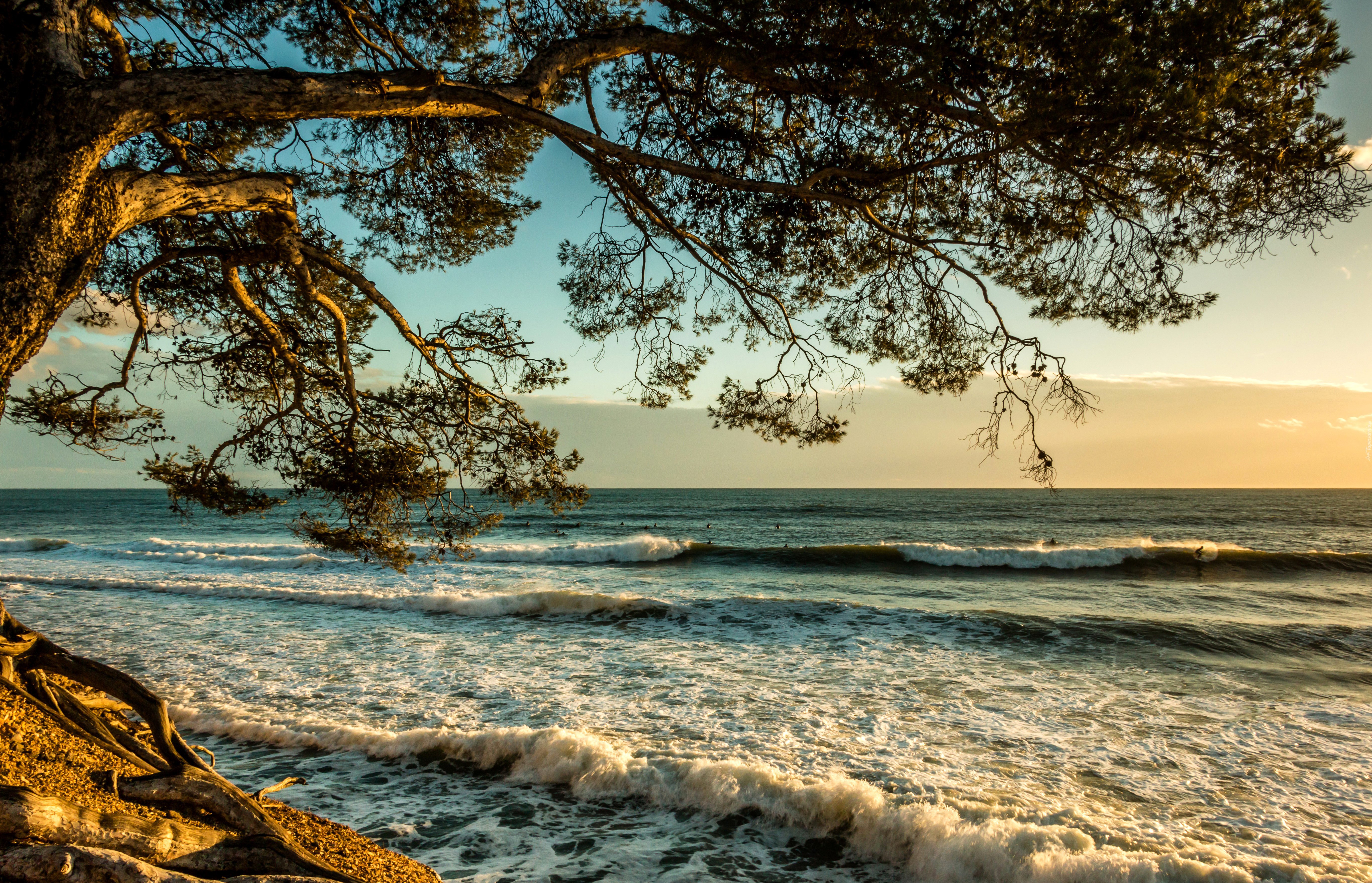 Morze, Fale, Drzewo