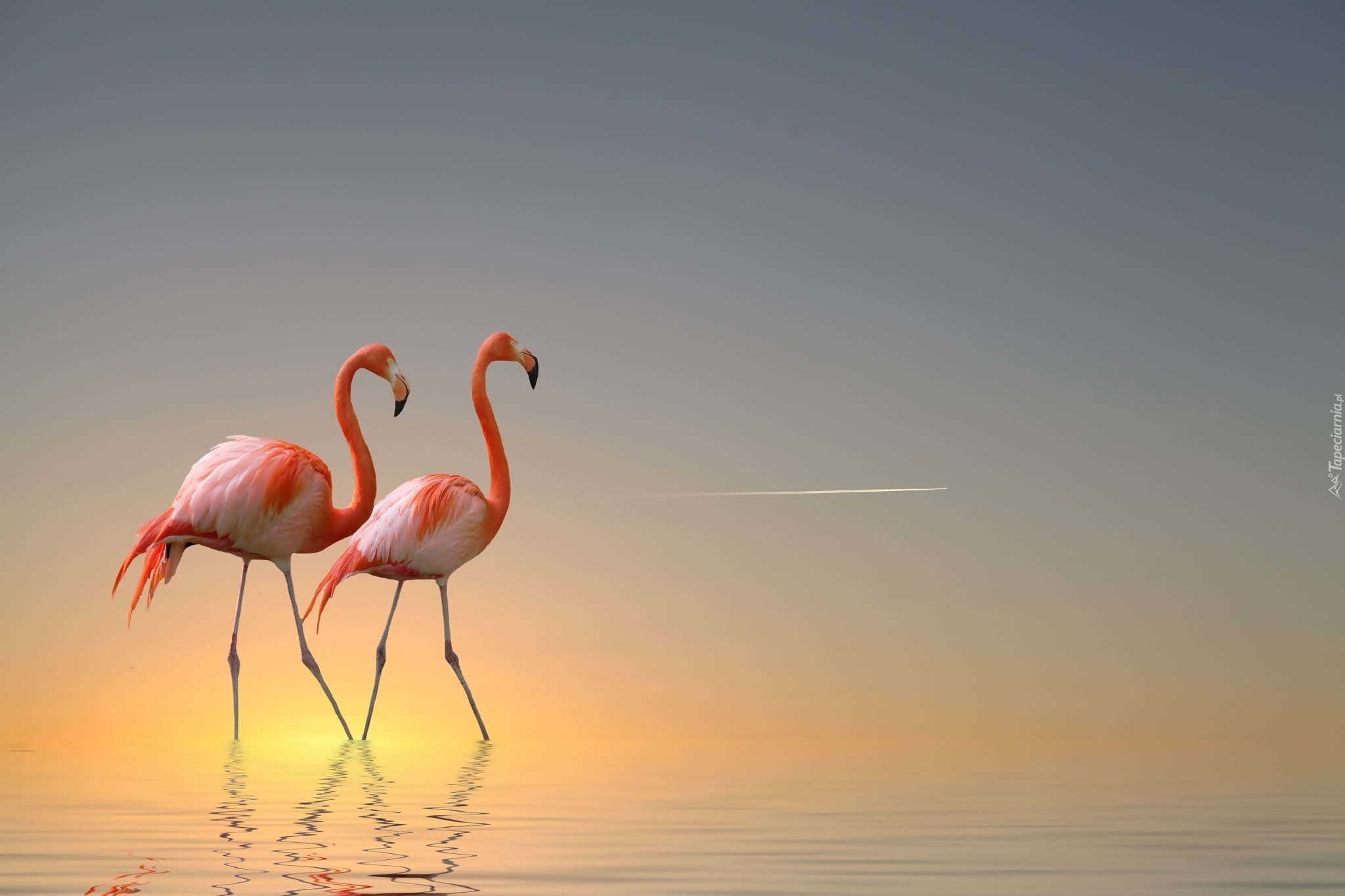 Flamingi, Wybrzeże, Wschód, Słońca
