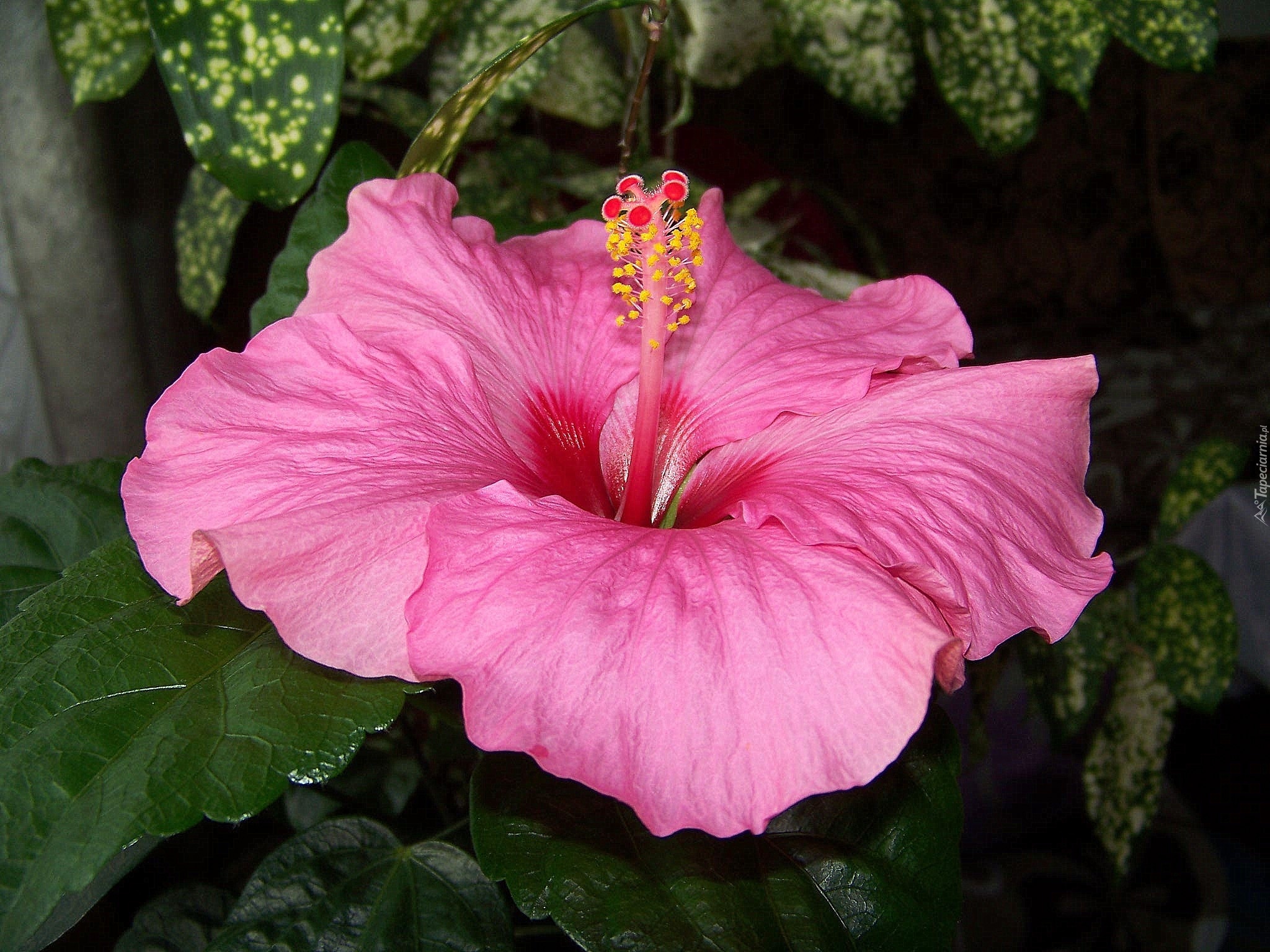 Kwiat, Hibiskus