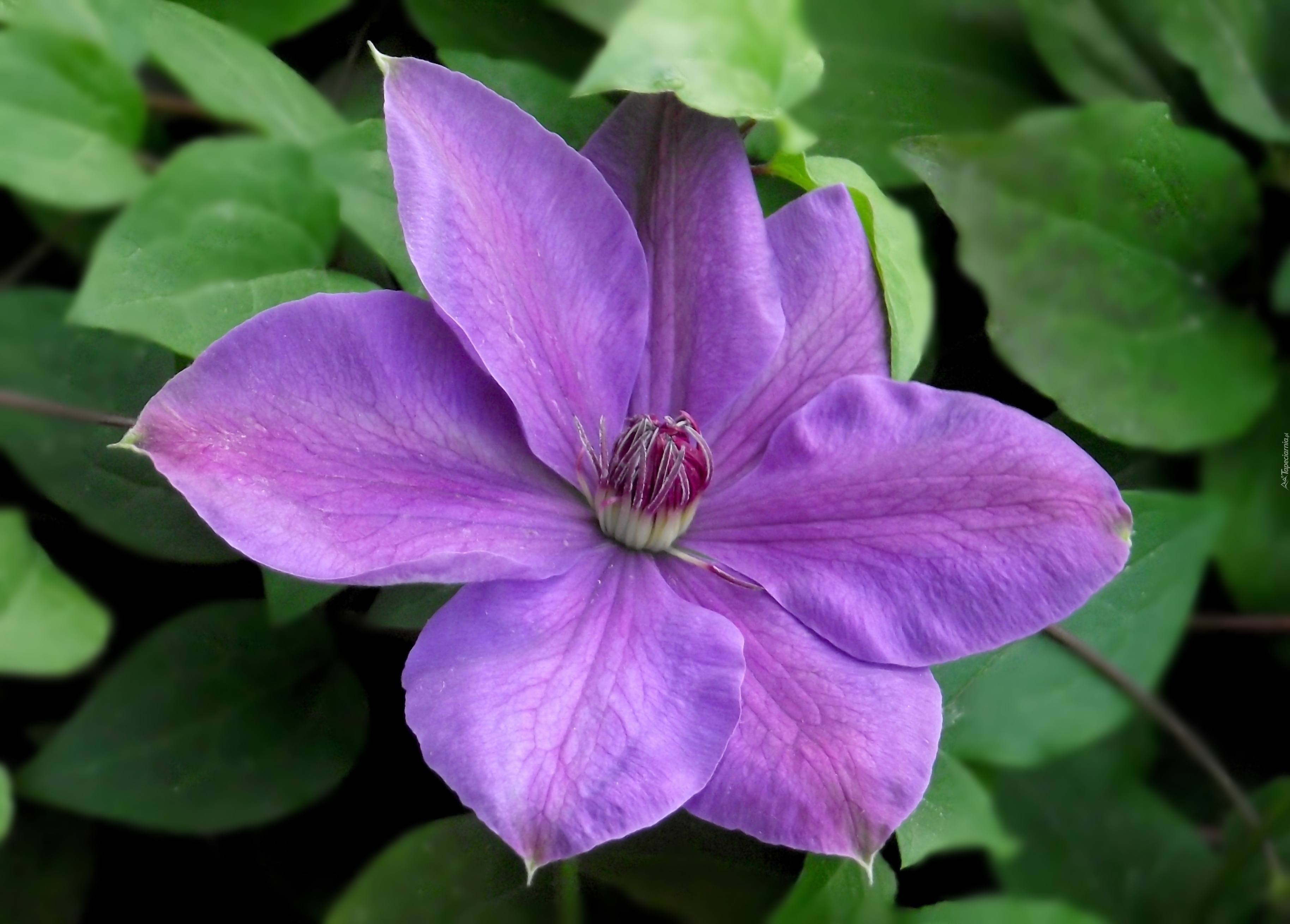 Kwiaty, Clematis