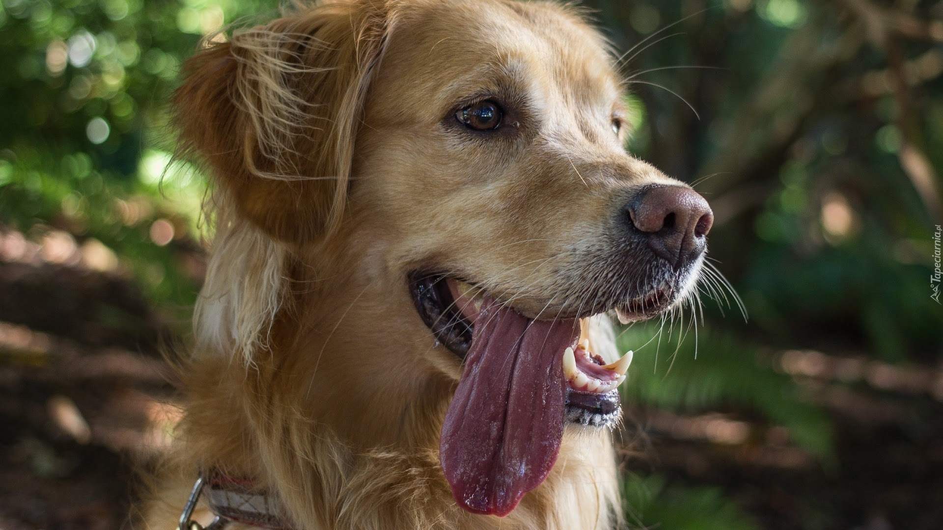 Pies, Golden, Retriever, Język