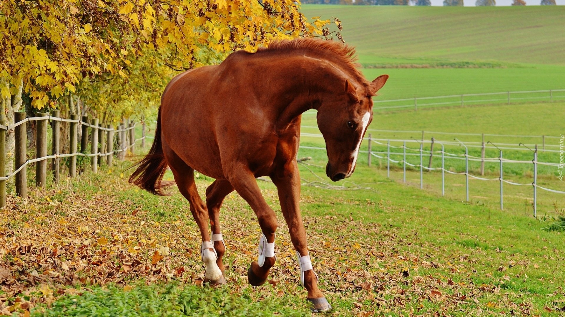 Koń, Wybieg, Ogrodzenie