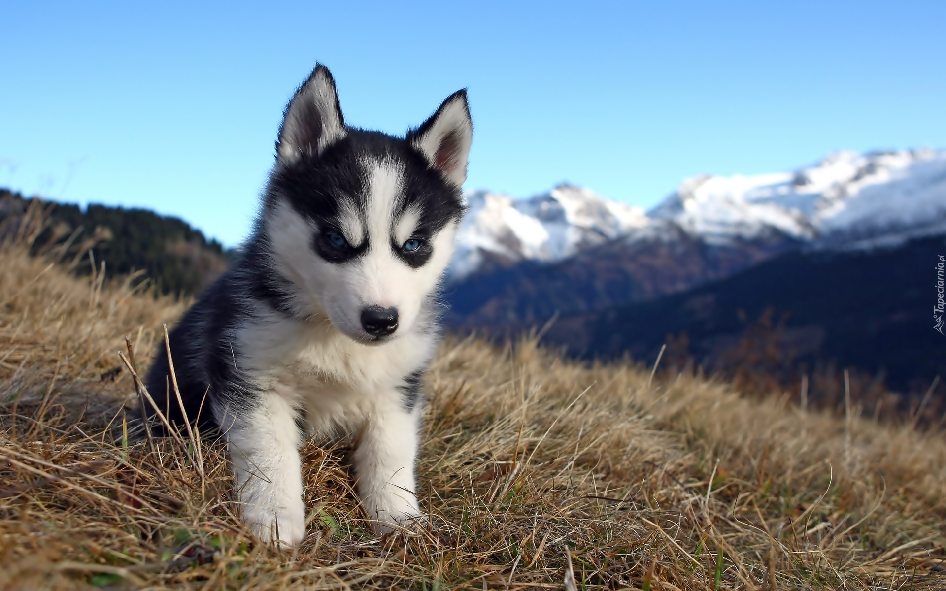 Słodki, Szczeniaczek, Husky, Polana, W, Górach