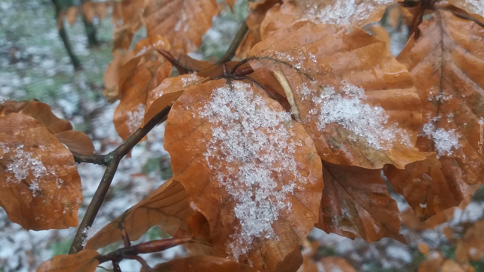 Liście, Pomarańczowe, Śnieg