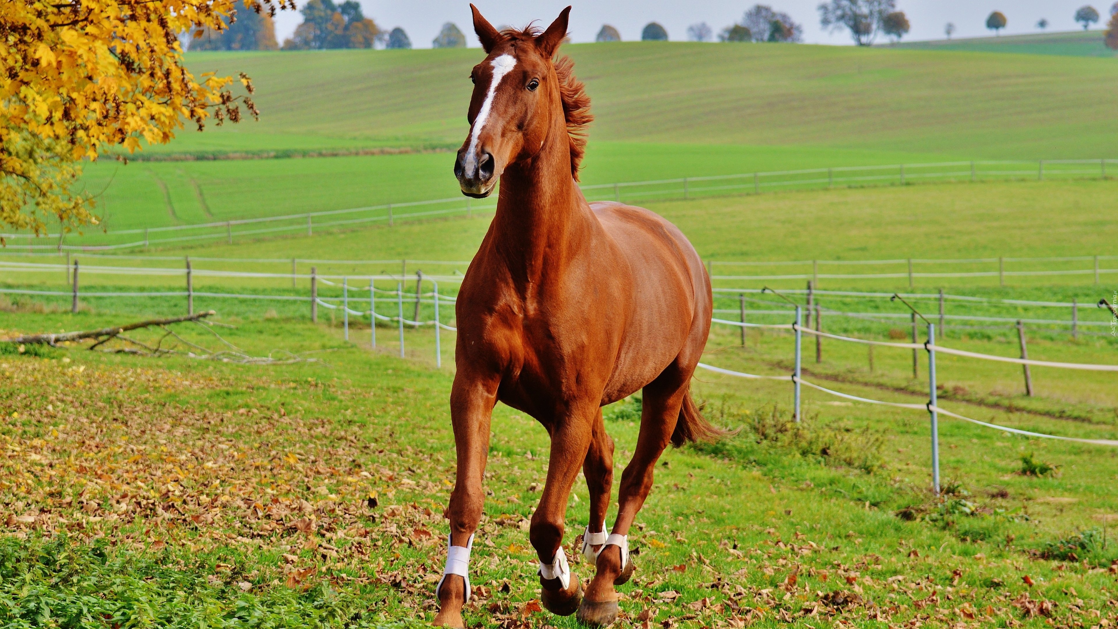 Koń, Galop, Pastwisko, Ogrodzenie, Drzewo