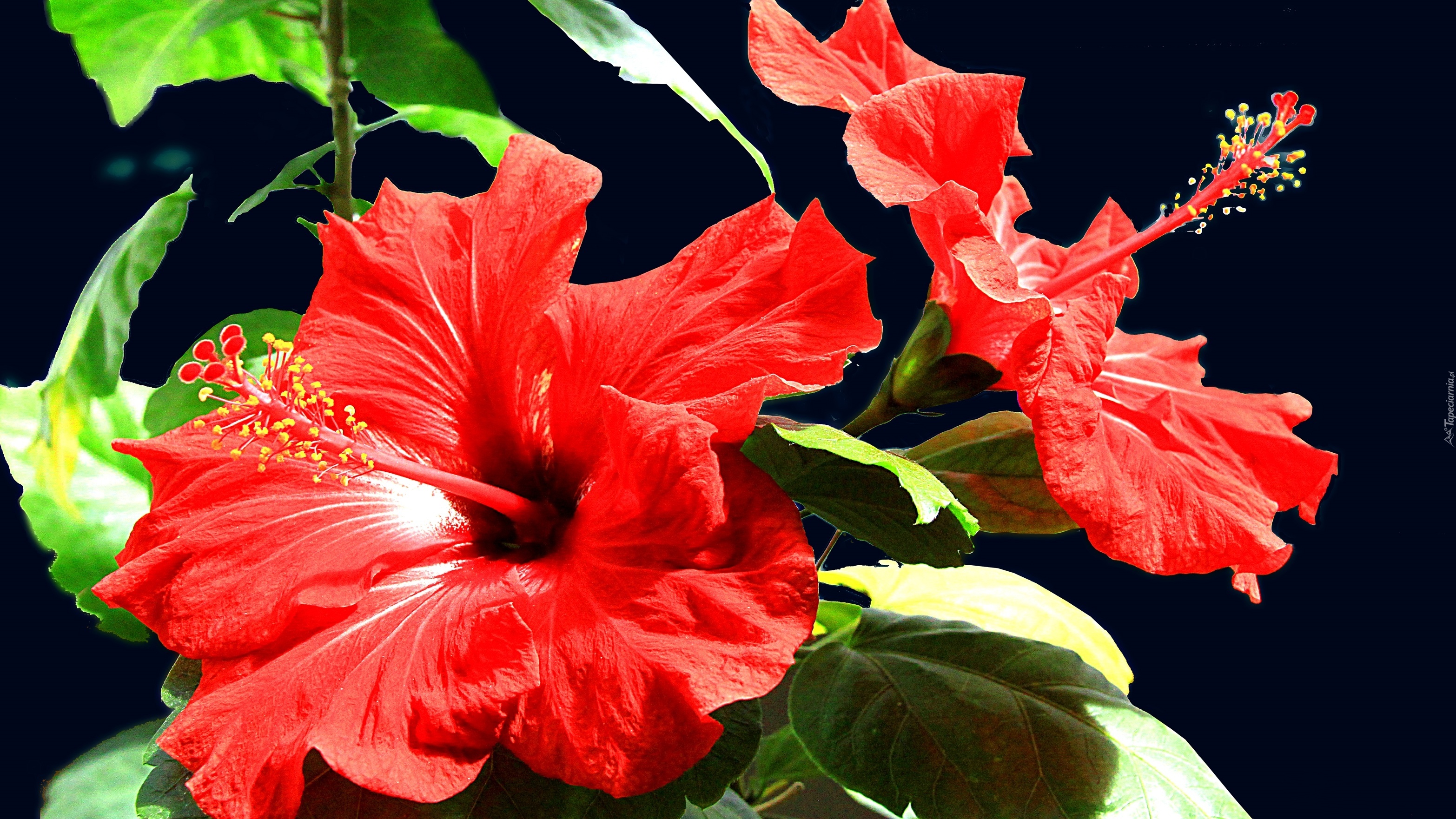 Hibiskus, Czerwone, Kwiaty