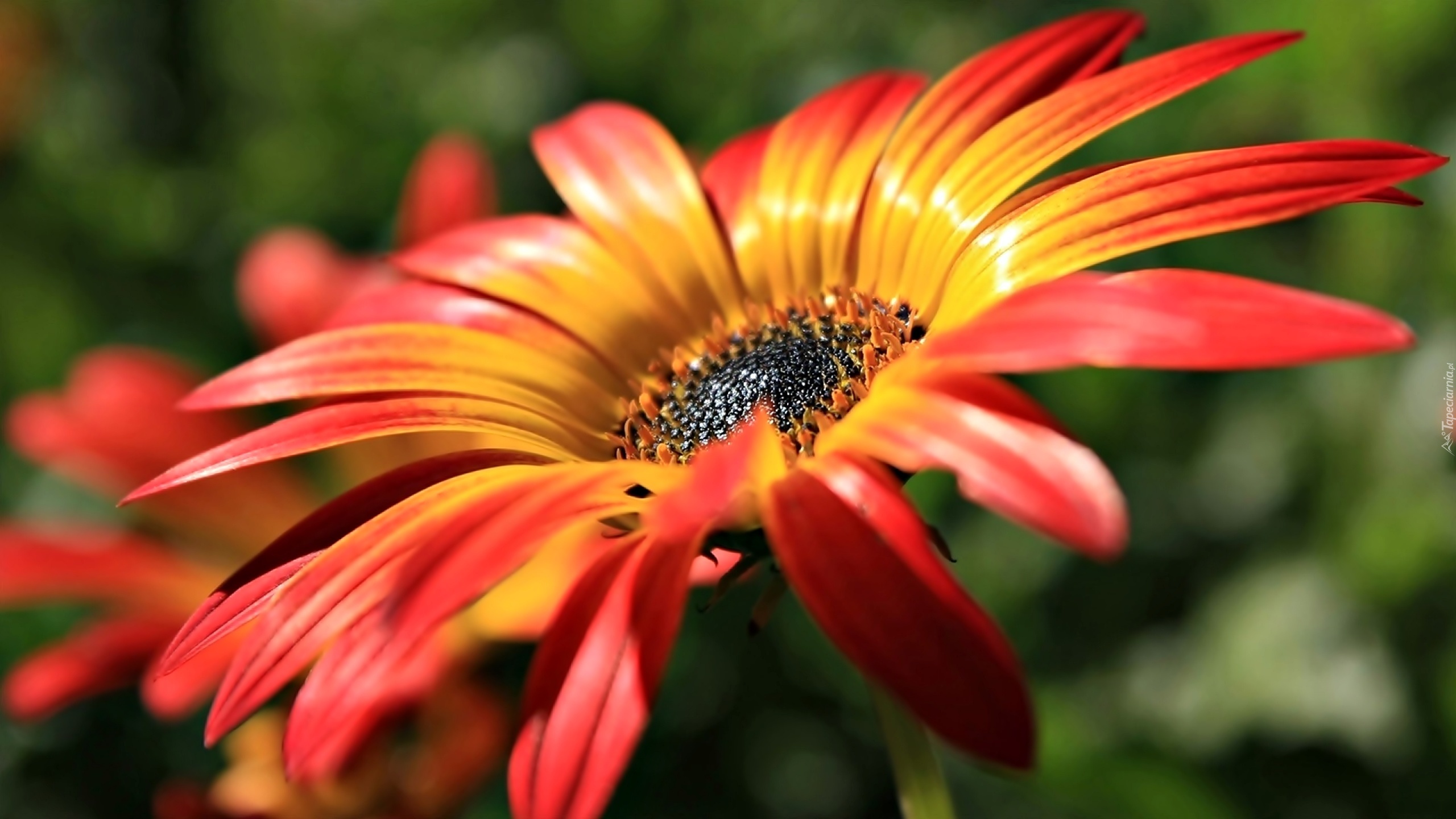 Pomarańczowy, Kwiatek, Gerbera, Płatki