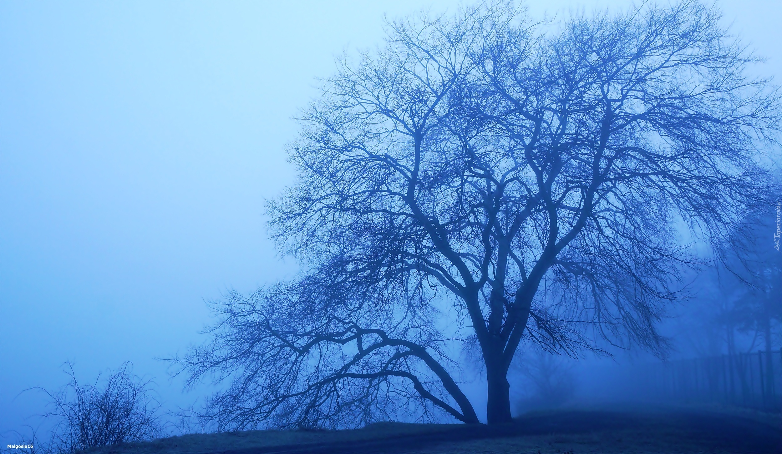 Drzewo, Mgła
