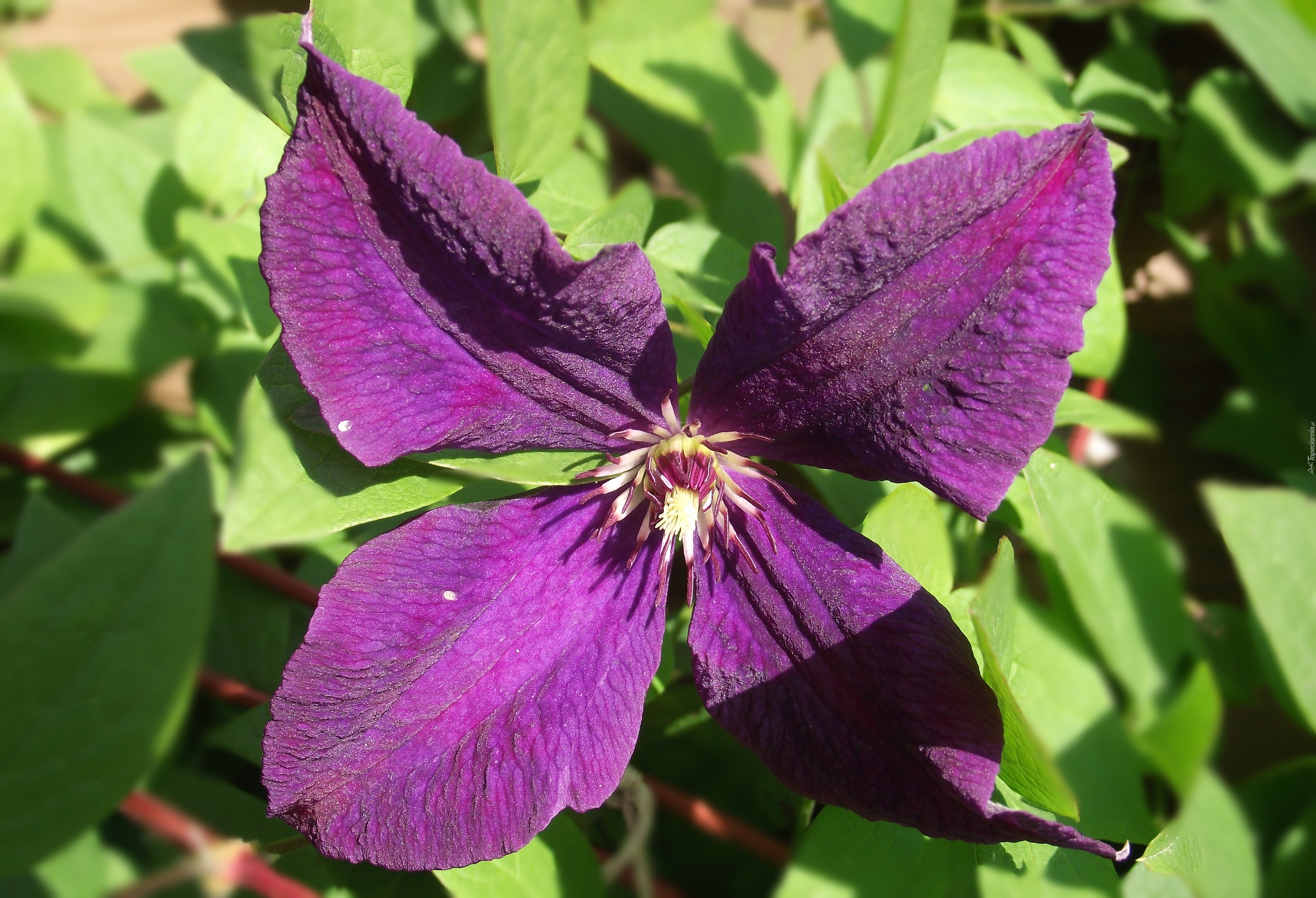 Kwiat, Clematis