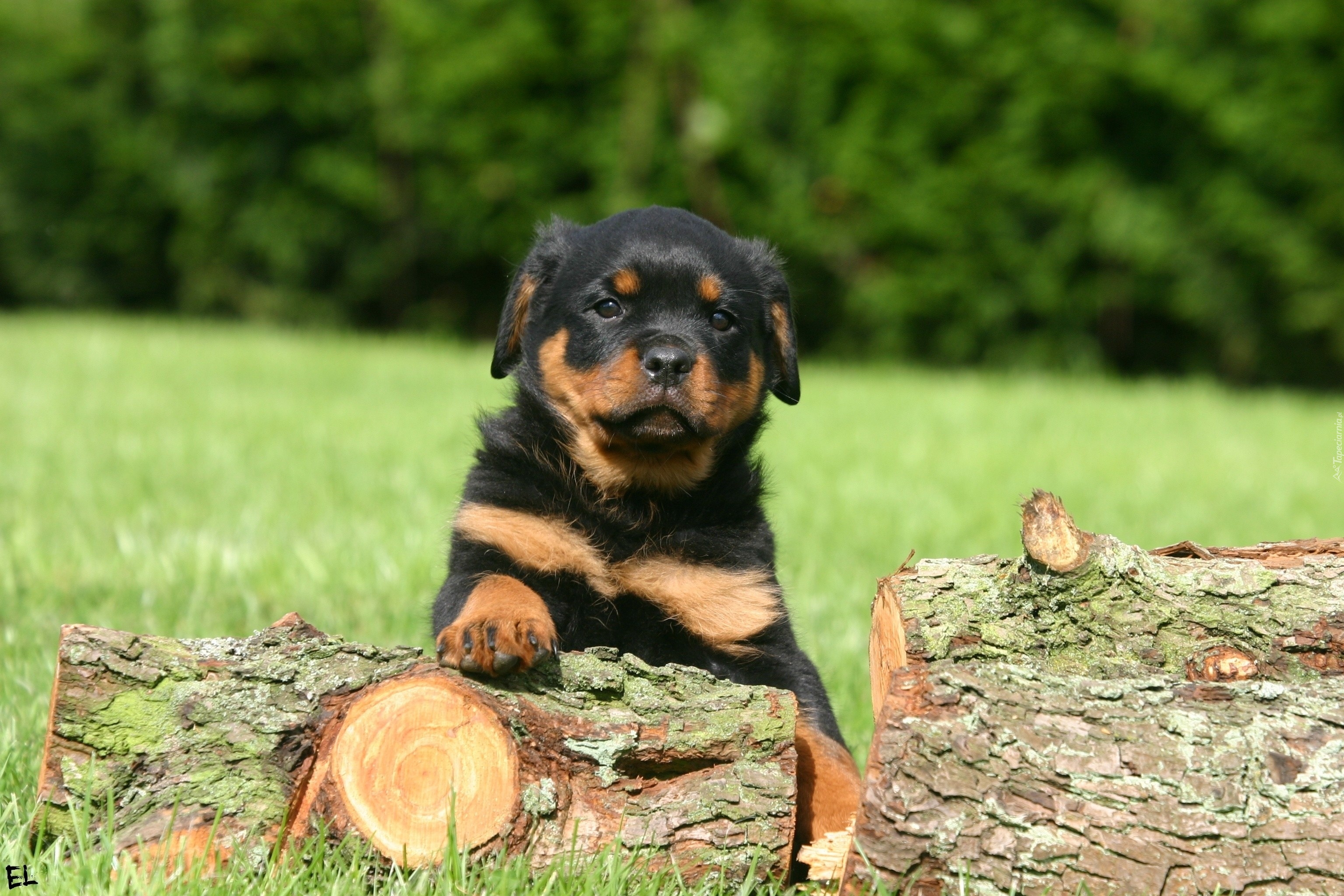 Pies, Szczeniak, Rottweiler