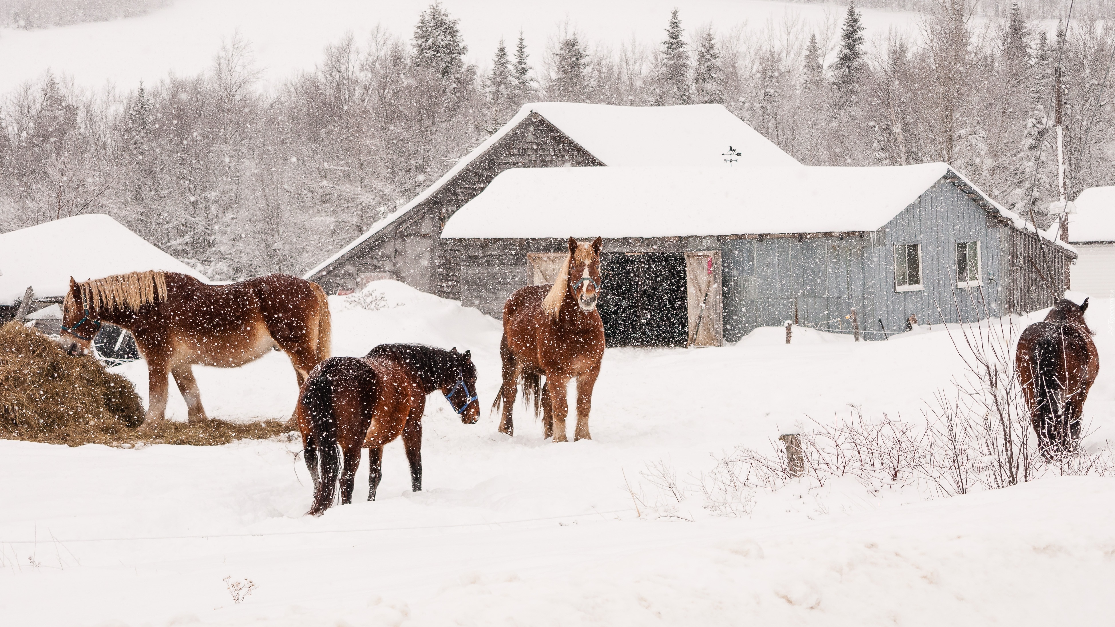 Konie, Farma, Padający, Śnieg