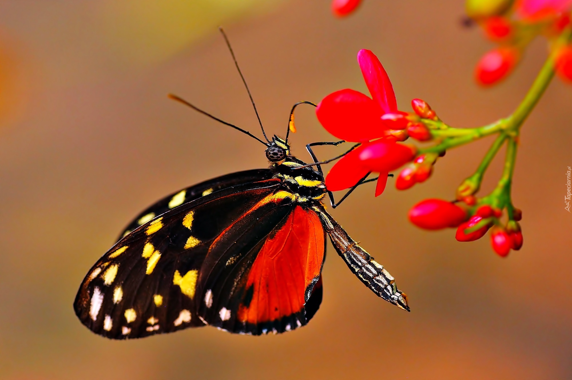 Motyl, Frezja