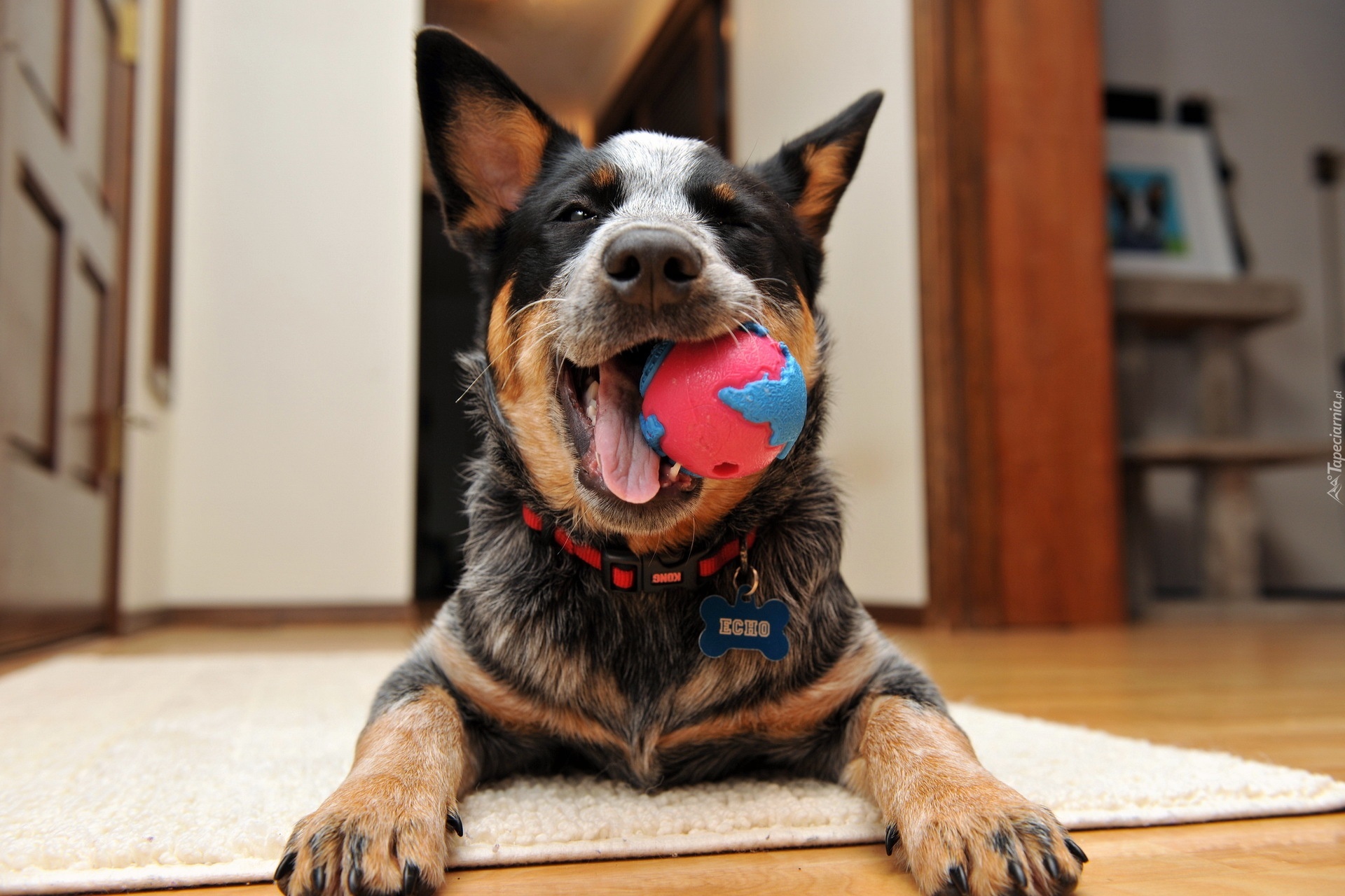 Australijski pies pasterski, Australian Cattle Dog