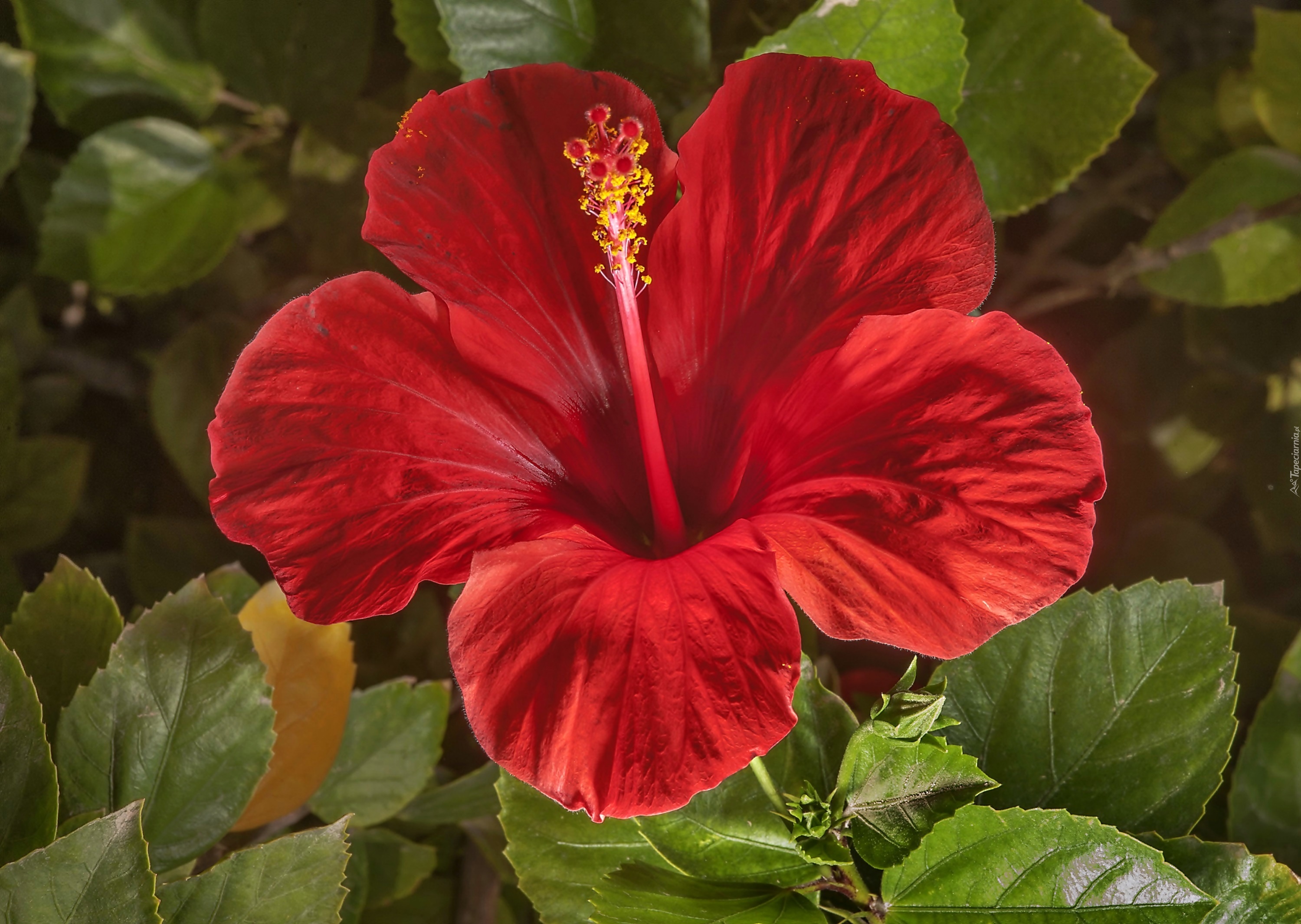 Hibiskus, Czerwony, Kwiat