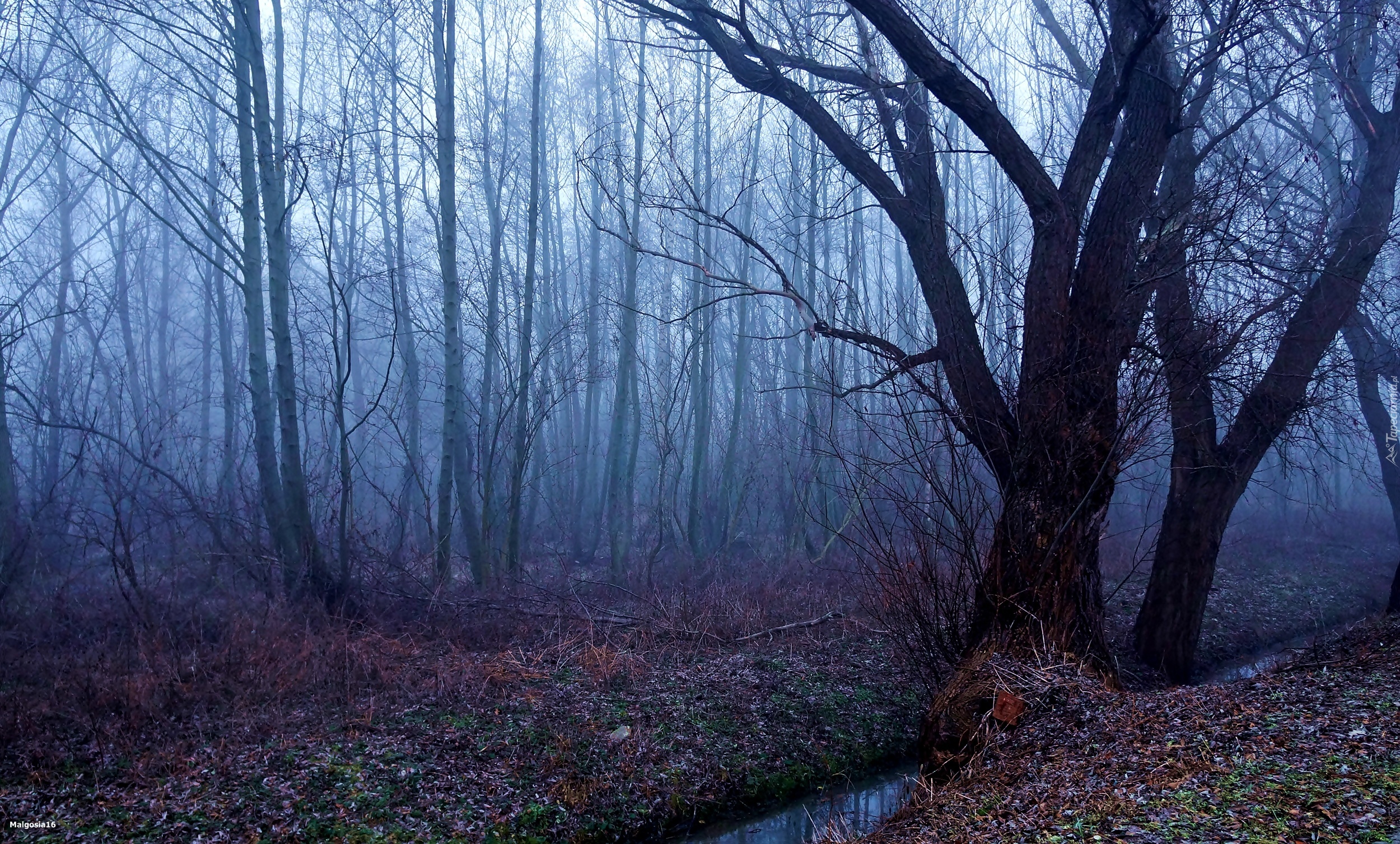 Las, Drzewa, Mgła