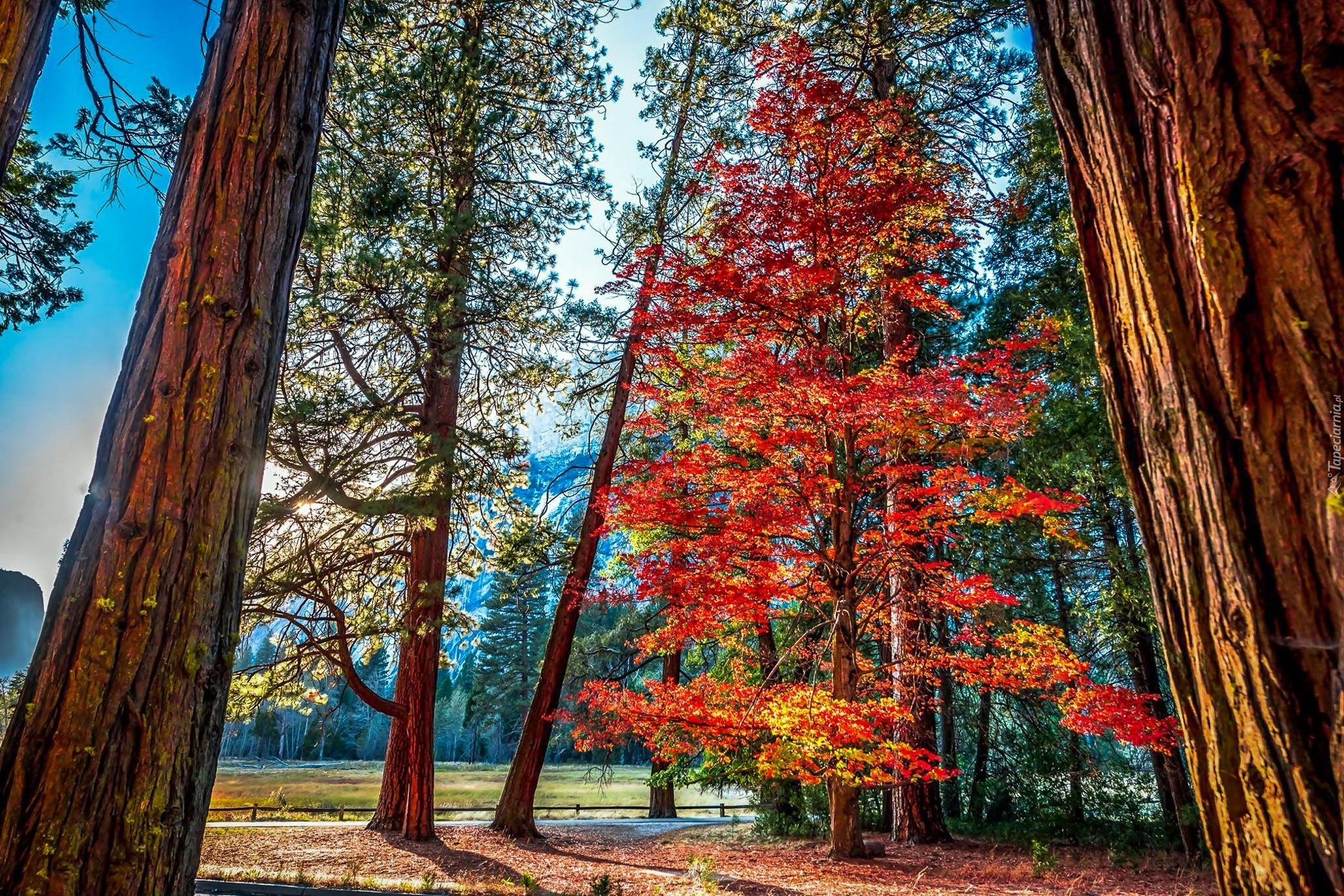 Stany Zjednoczone, Stan Kalifornia, Park Narodowy Yosemite, Góry, Las, Drzewa