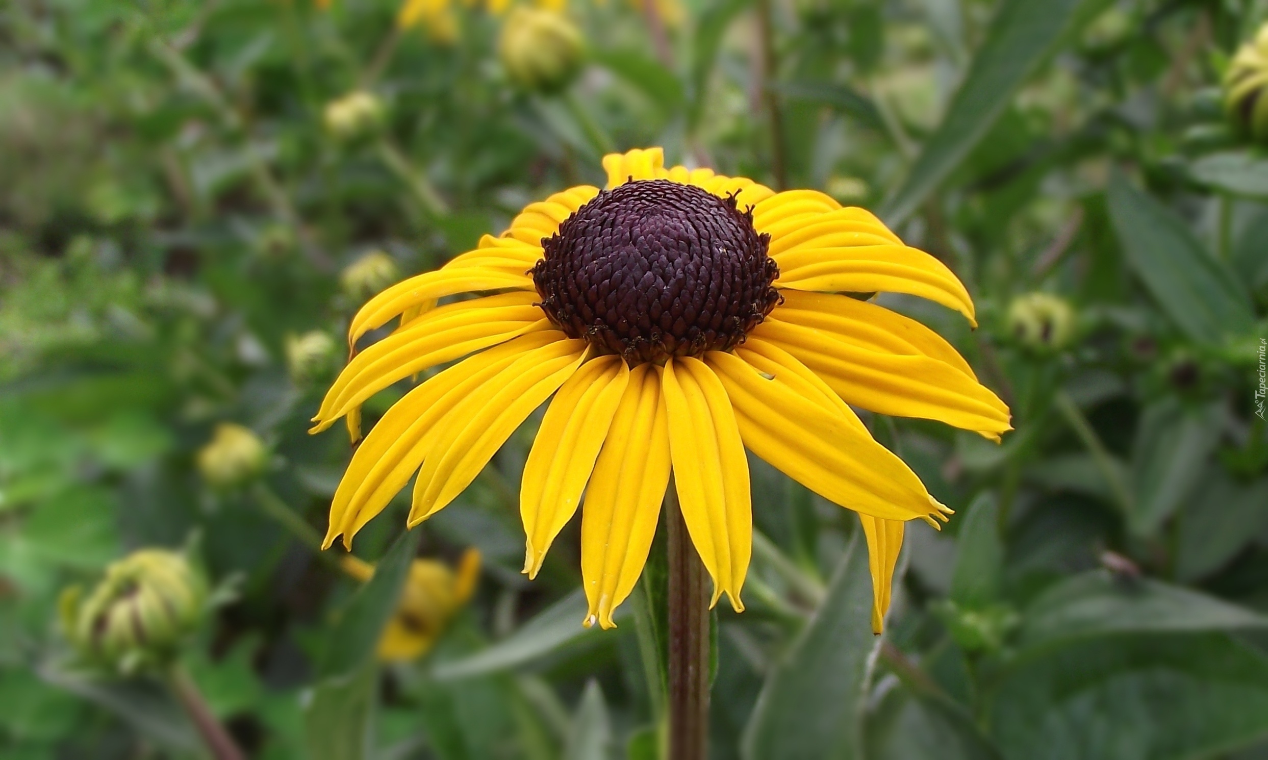 Kwiat, Rudbekia błyskotliwa
  
