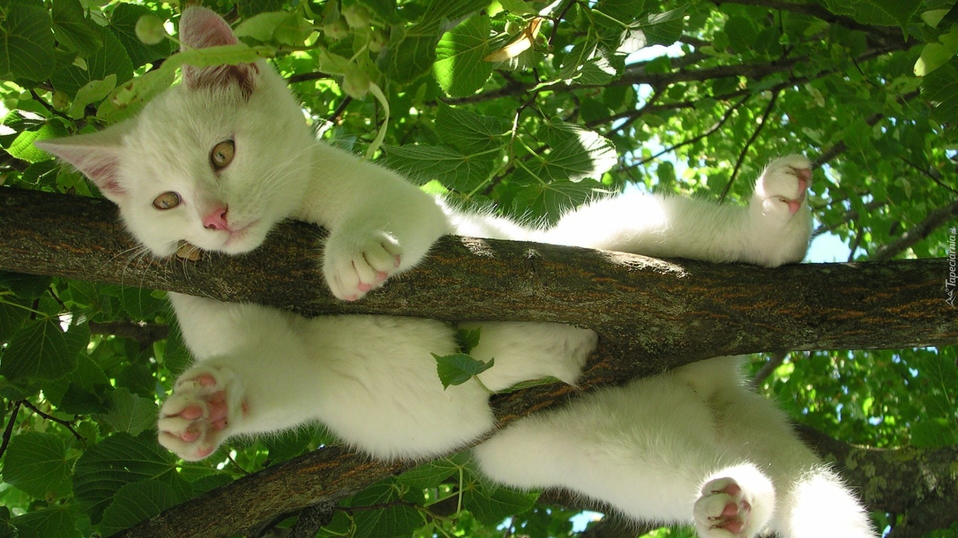 Biały, Kot, Drzewo, Konar