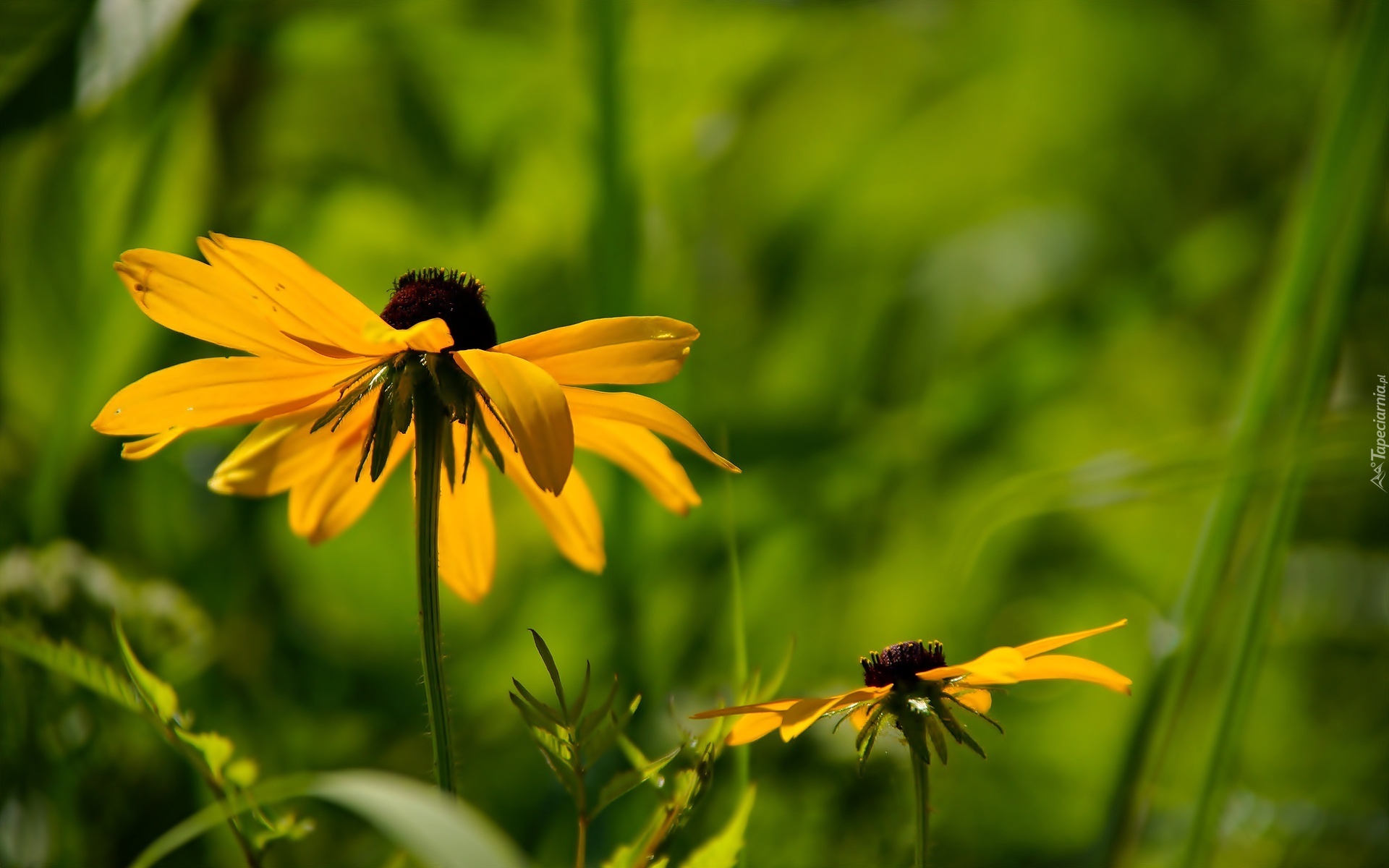 Żółte, Kwiaty, Rudbekia