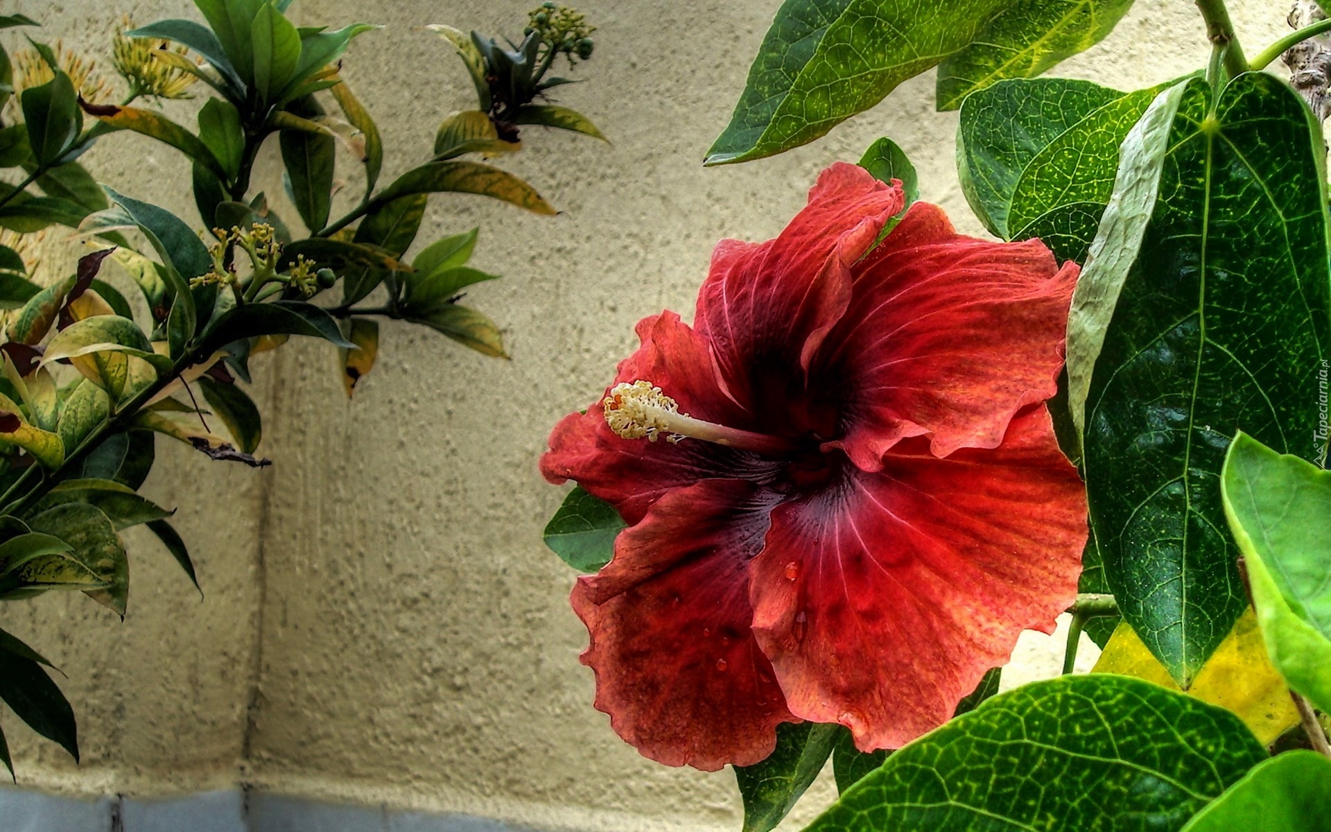 Kwiat, Hibiskus