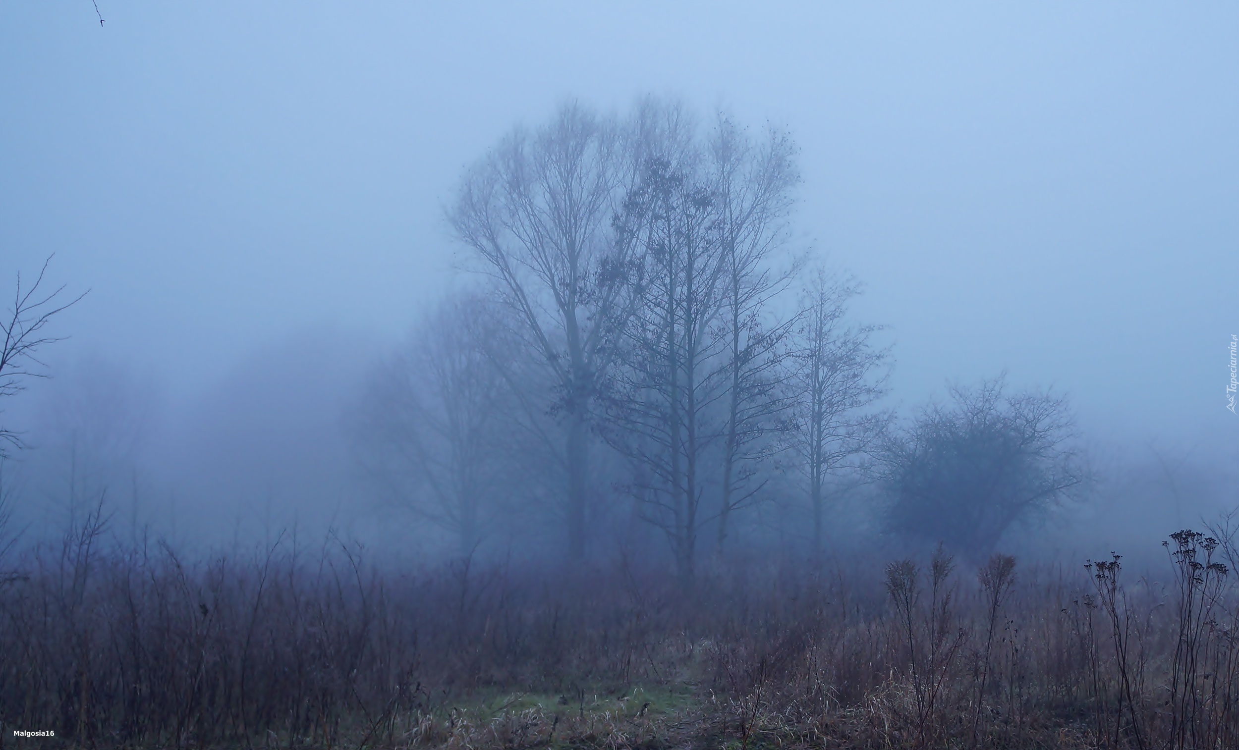 Mgła, Drzewa, Polana