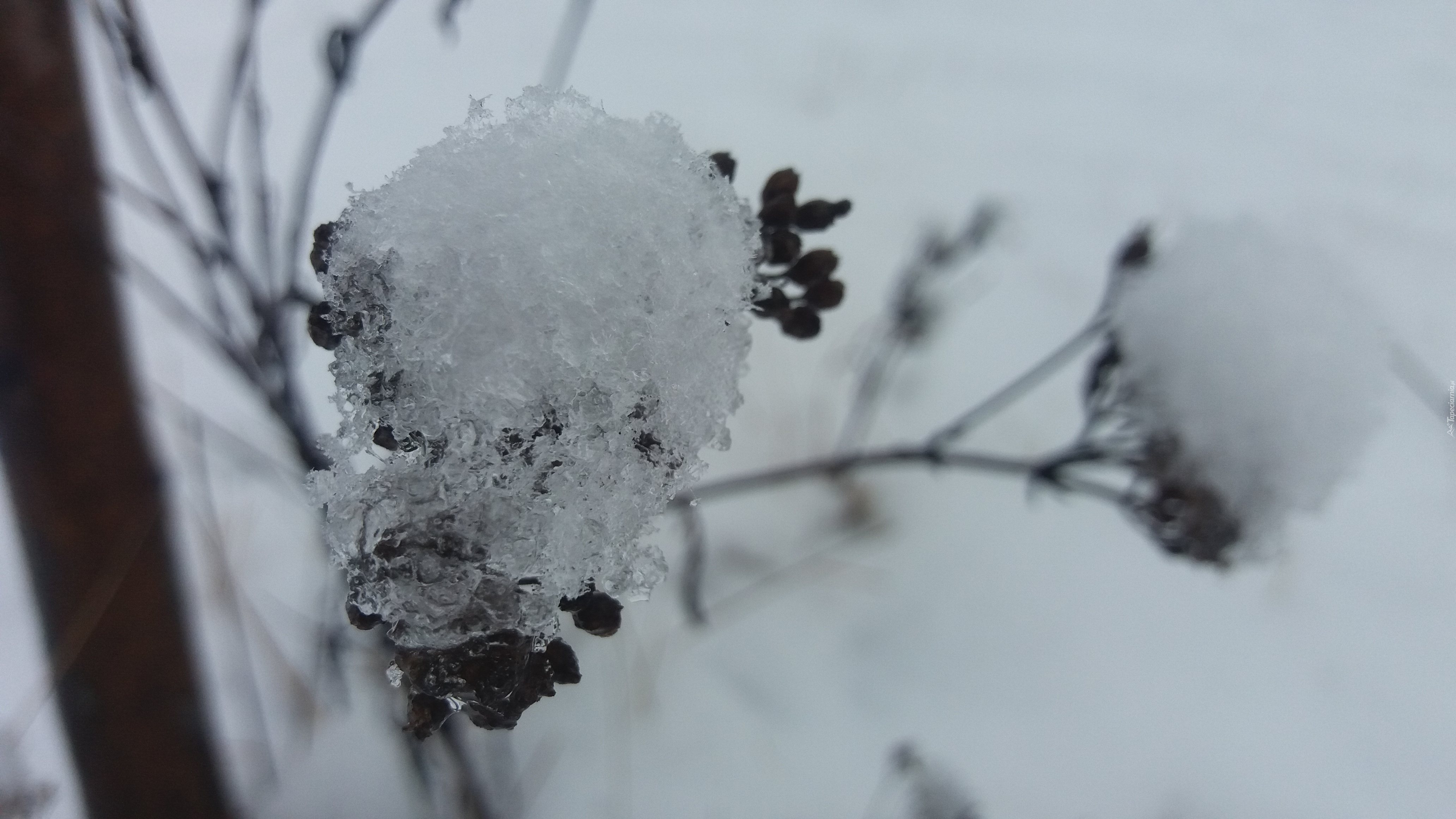 Zima, Sucha, Roślina, Śnieg