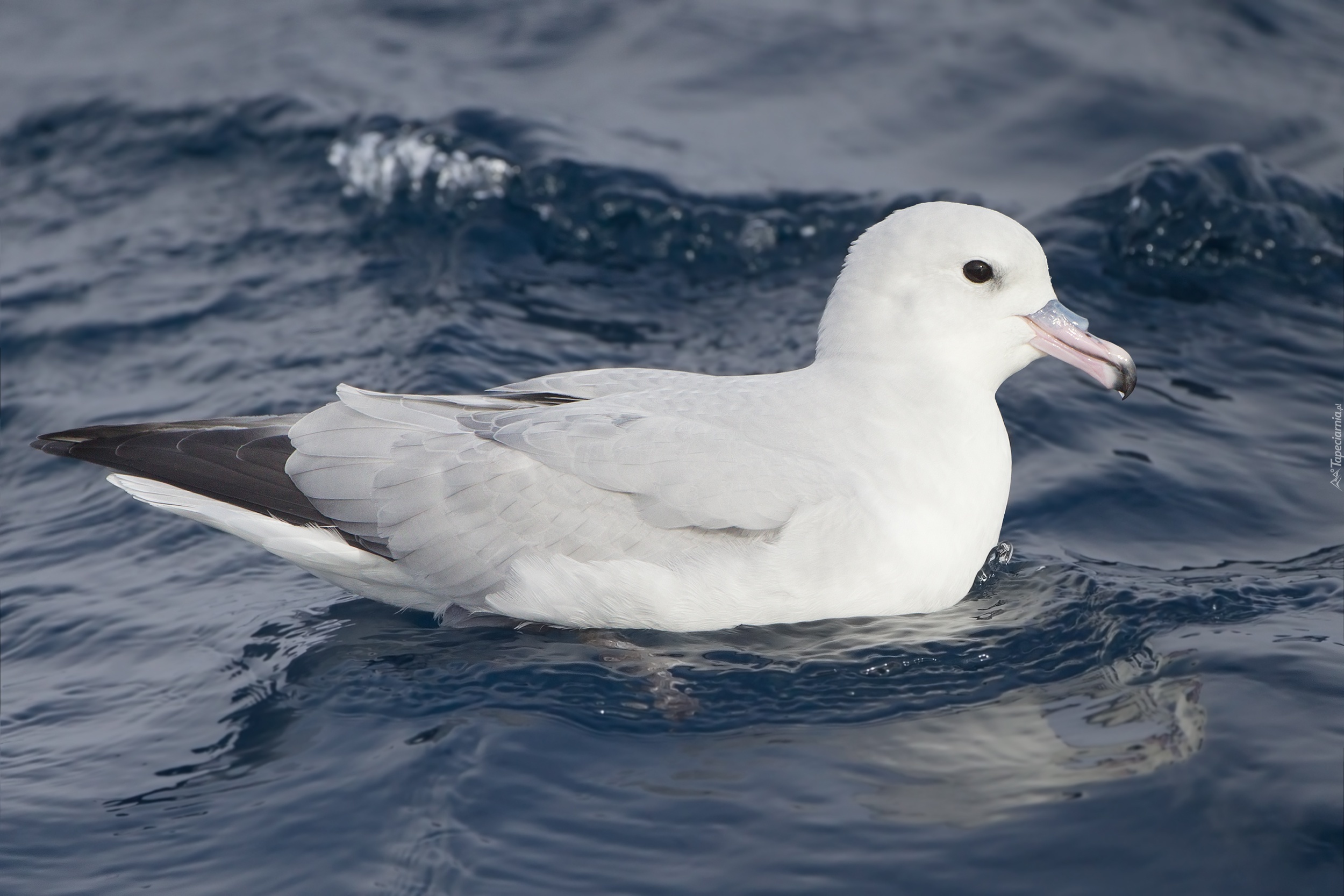 Fale, Ptak, Fulmar